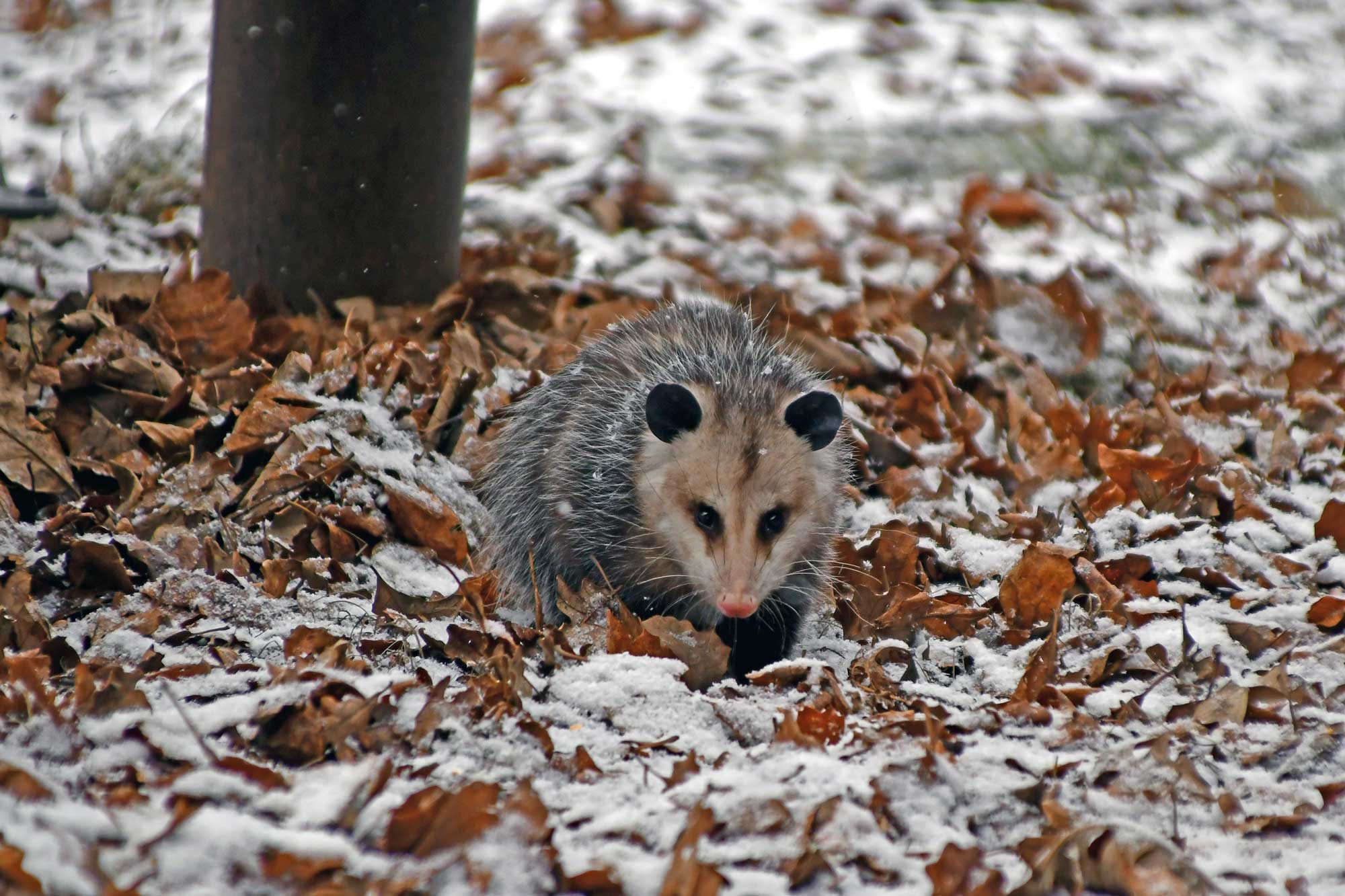 Opossum walking through snow and fallen leaves.