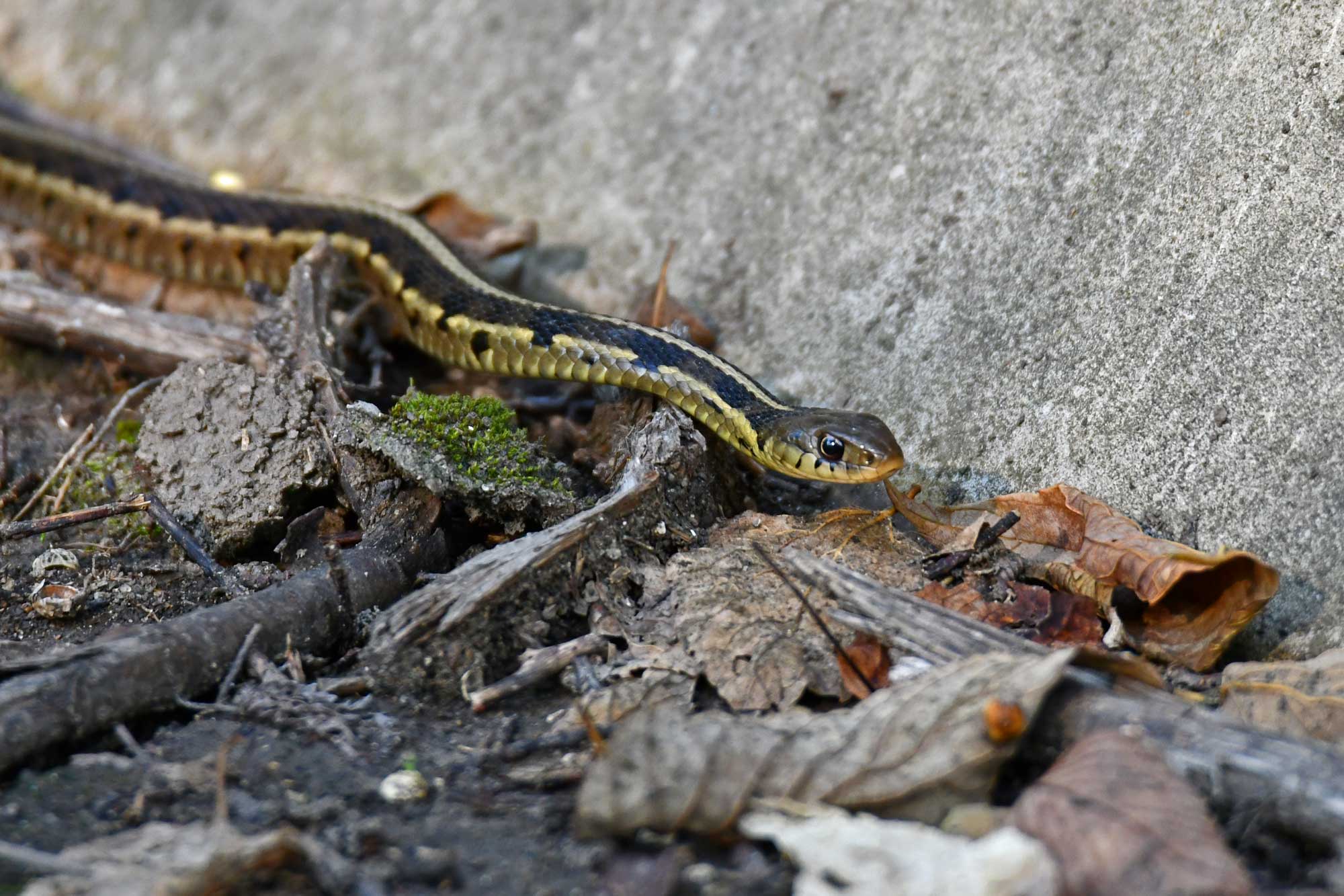 Garter snake slithering on the ground over fallen leaves and twigs next to a stone wall.