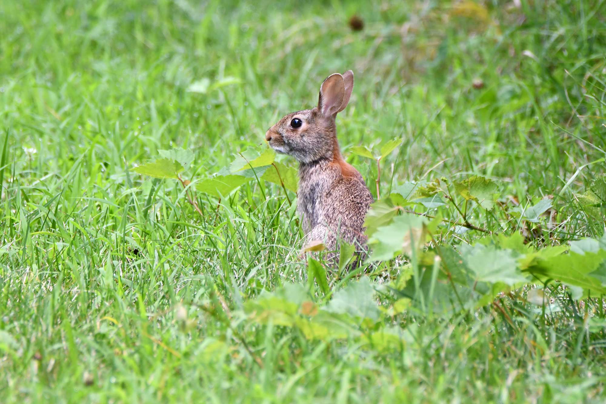 Eastern cottontail rabbit standing in grass.