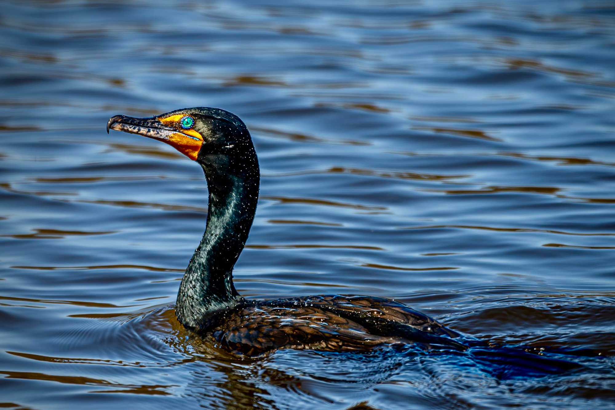 Double crested cormorant swimming in the water.