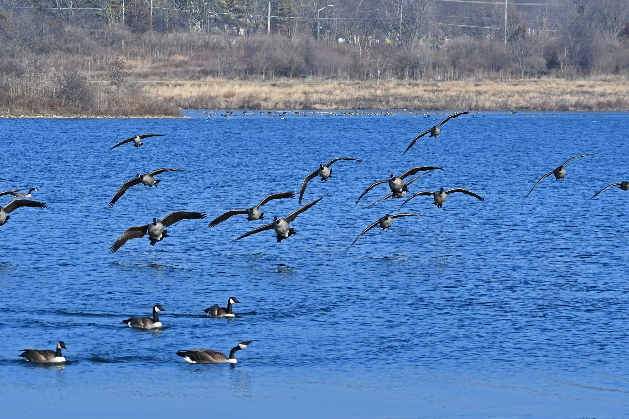 Canada geese flying with wings extended above other Canada geese and water.