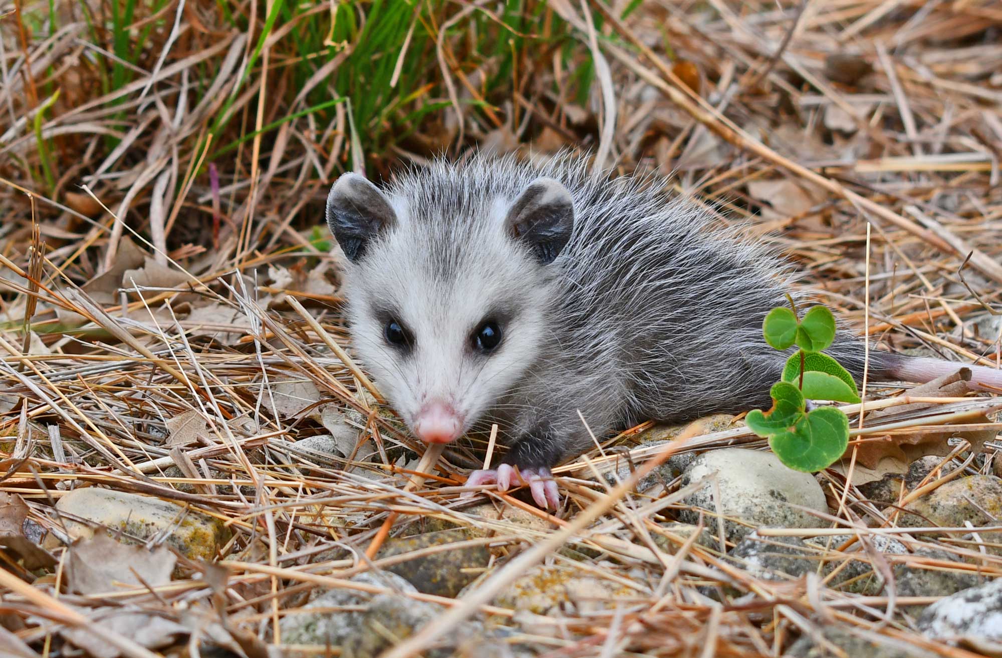 Baby opossum standing in vegetation.