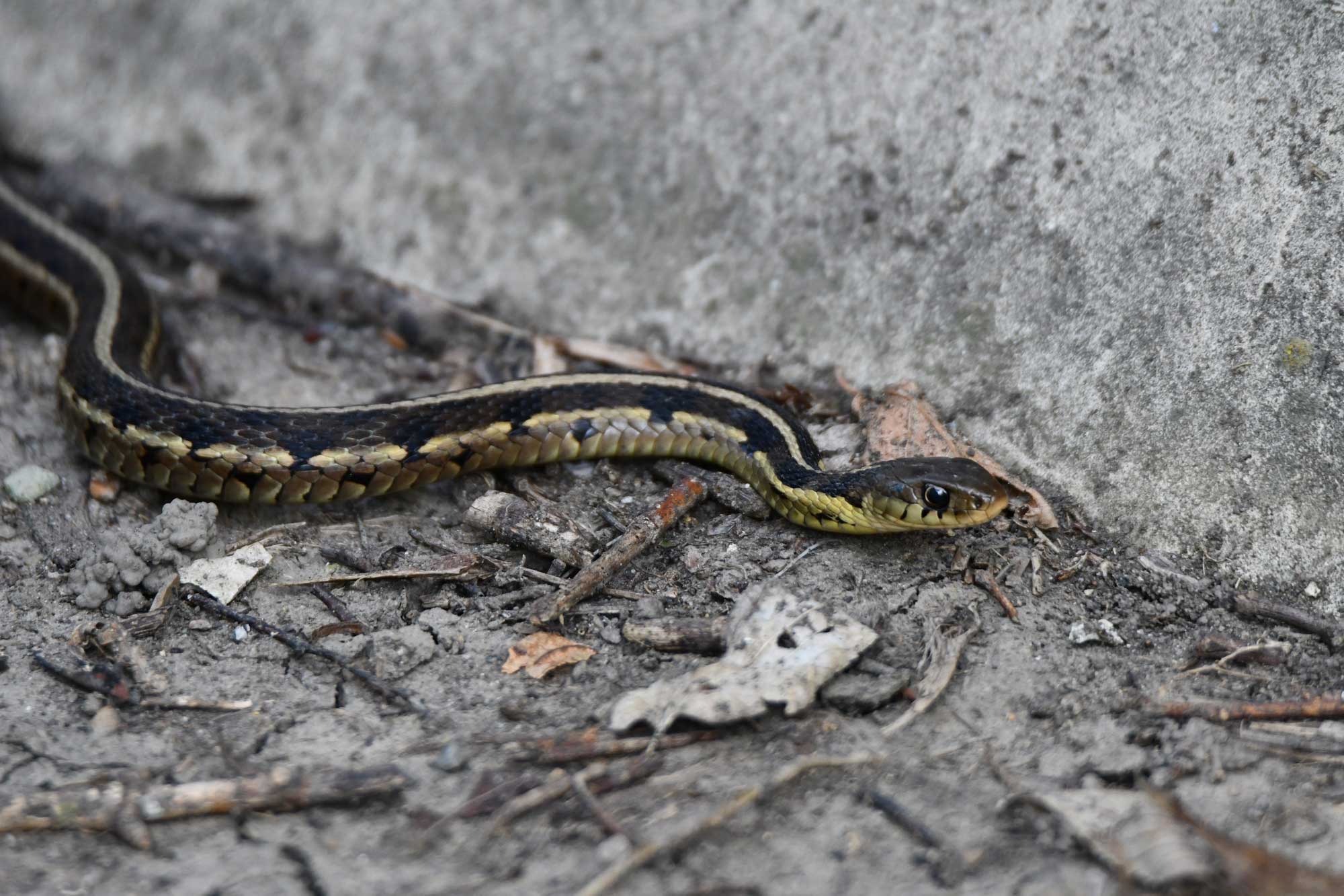Common garter snake slithering on the ground next to a wall.