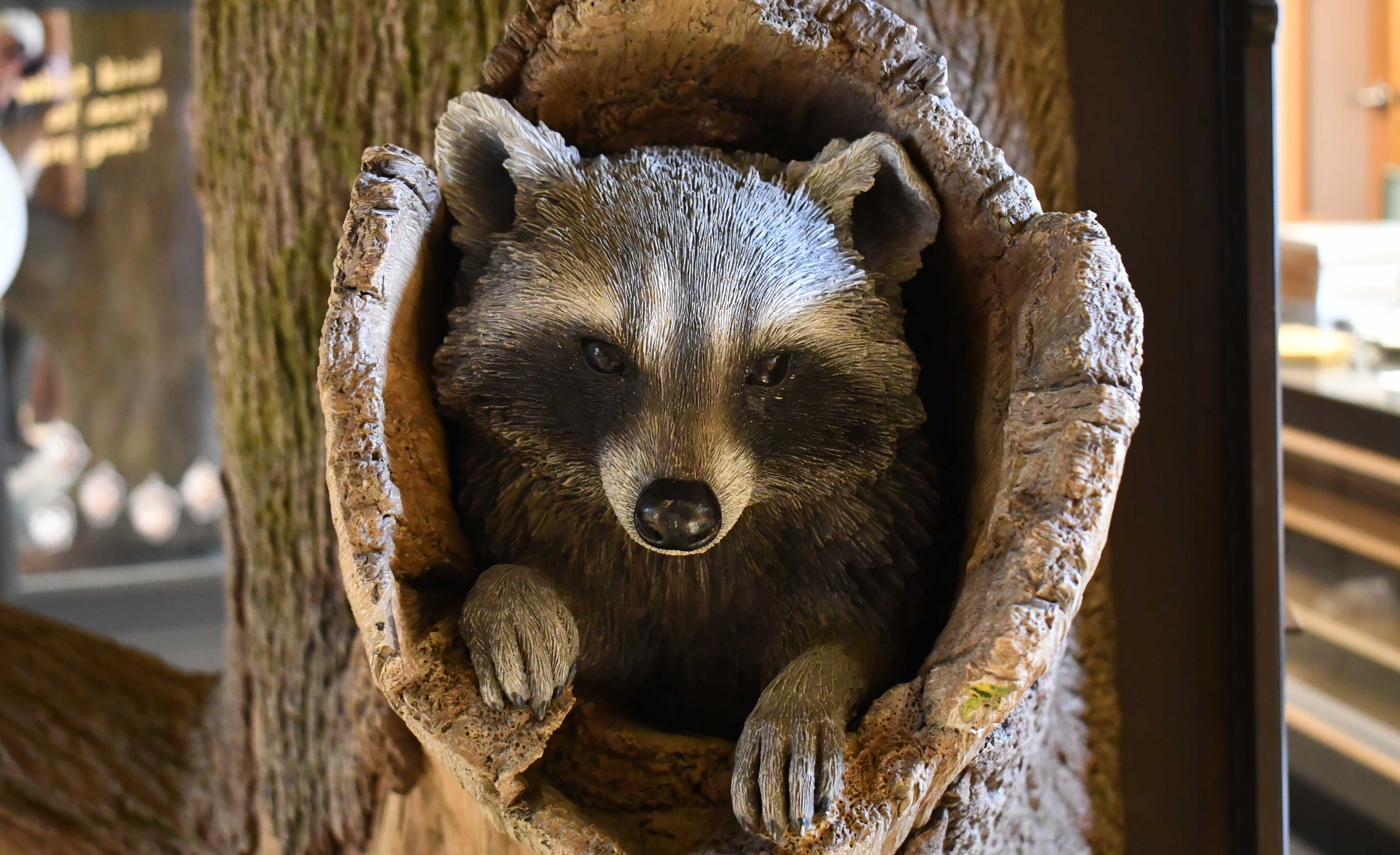 A realistic raccoon sculpture peeking out from a hollow tree trunk.