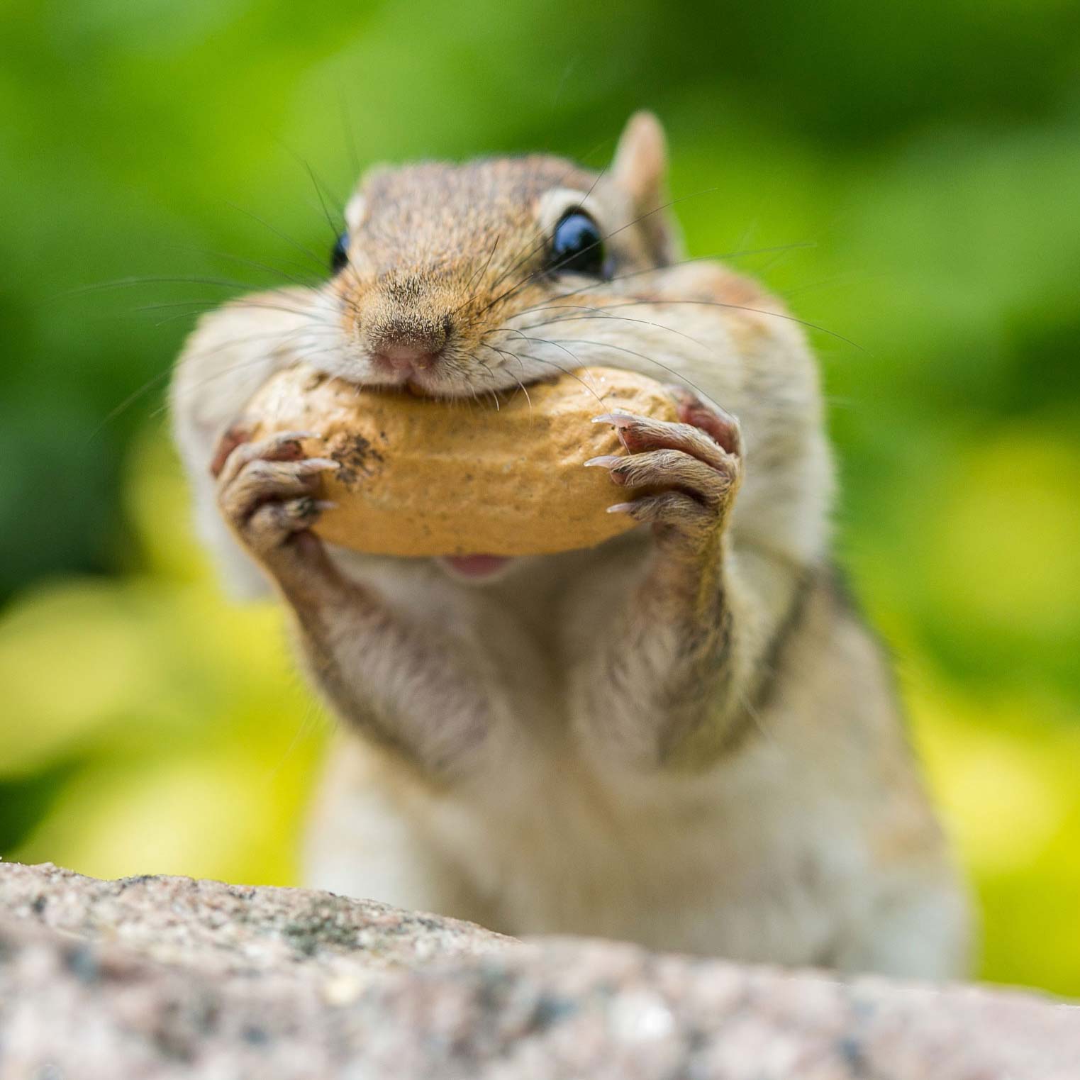 Will County's cutest critters