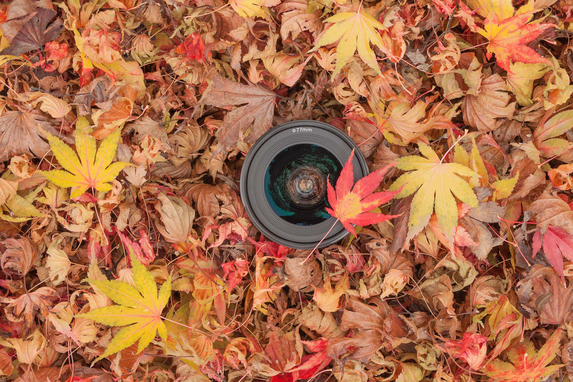 A camera lens surrounded by fallen leaves in shades of yellow, orange, red and brown.