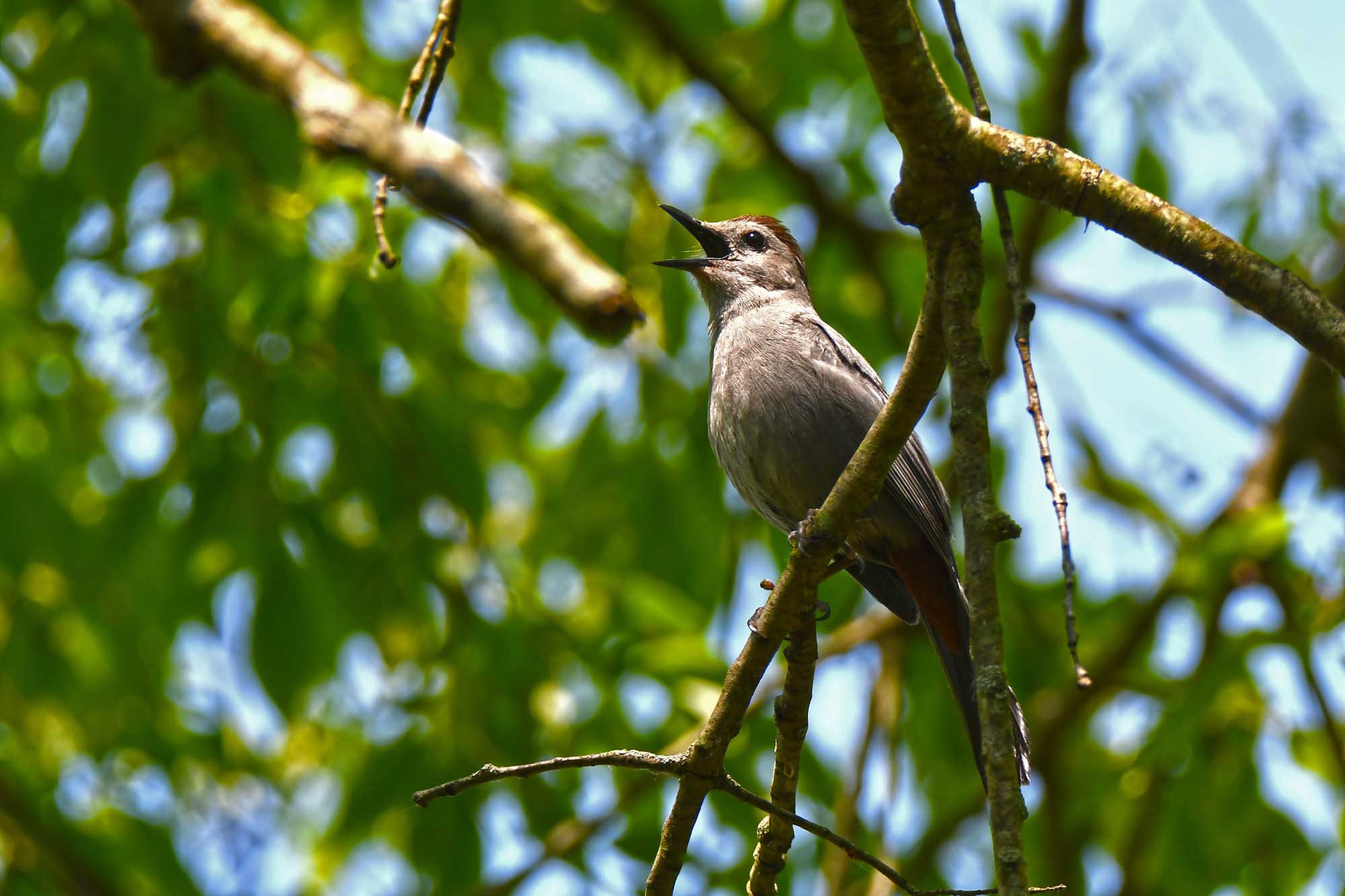Gray catbird perched on a branch with leaves in the background.