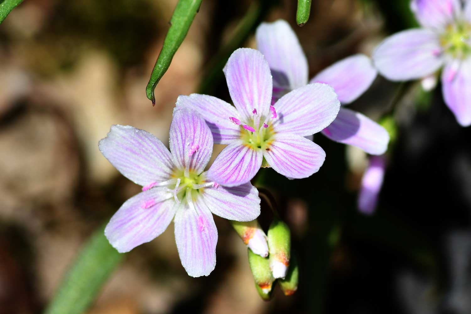 A closeup of pink and white spring beauty blossoms. Brown leaves are visible in the background.