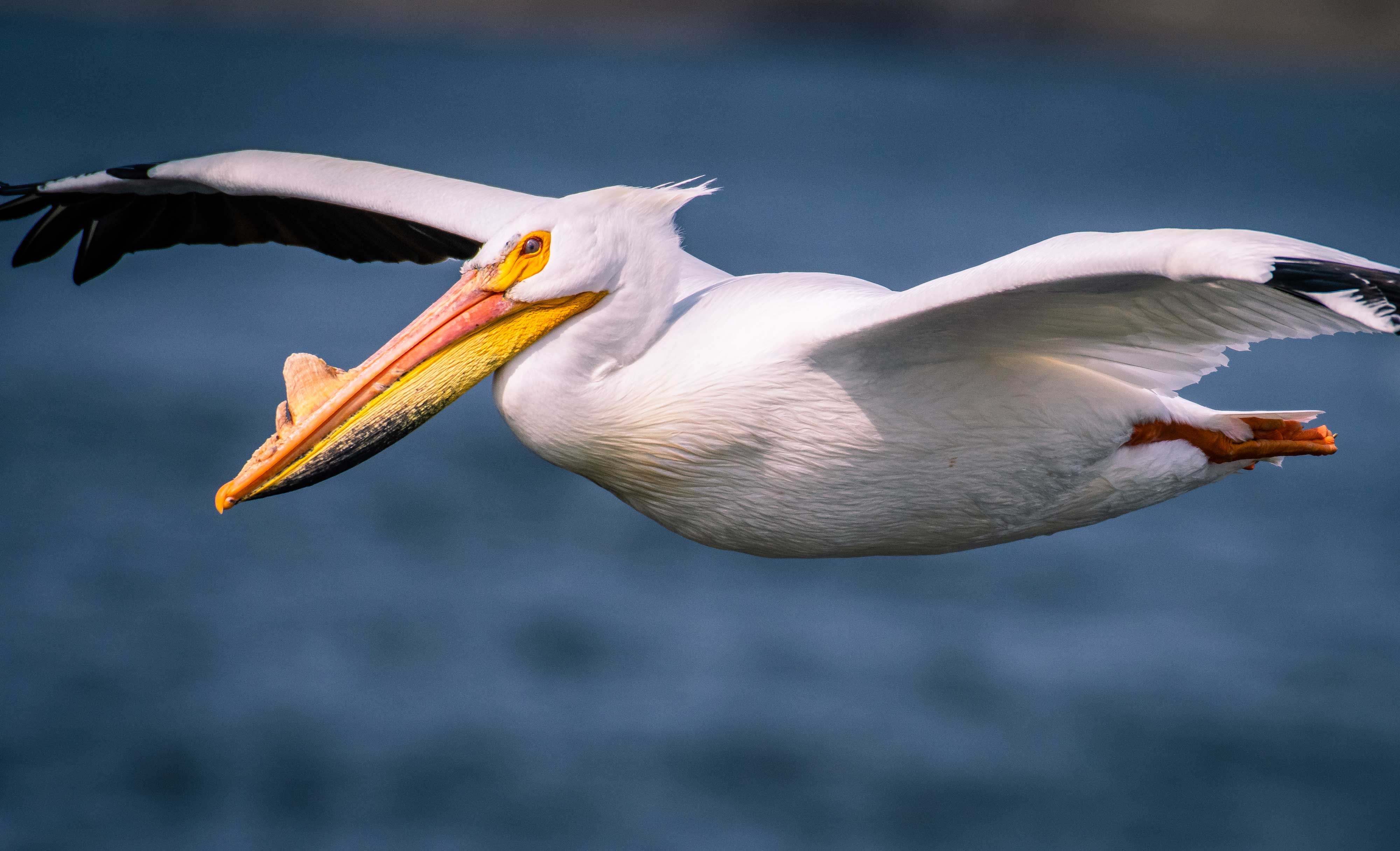 An american white pelican in flight
