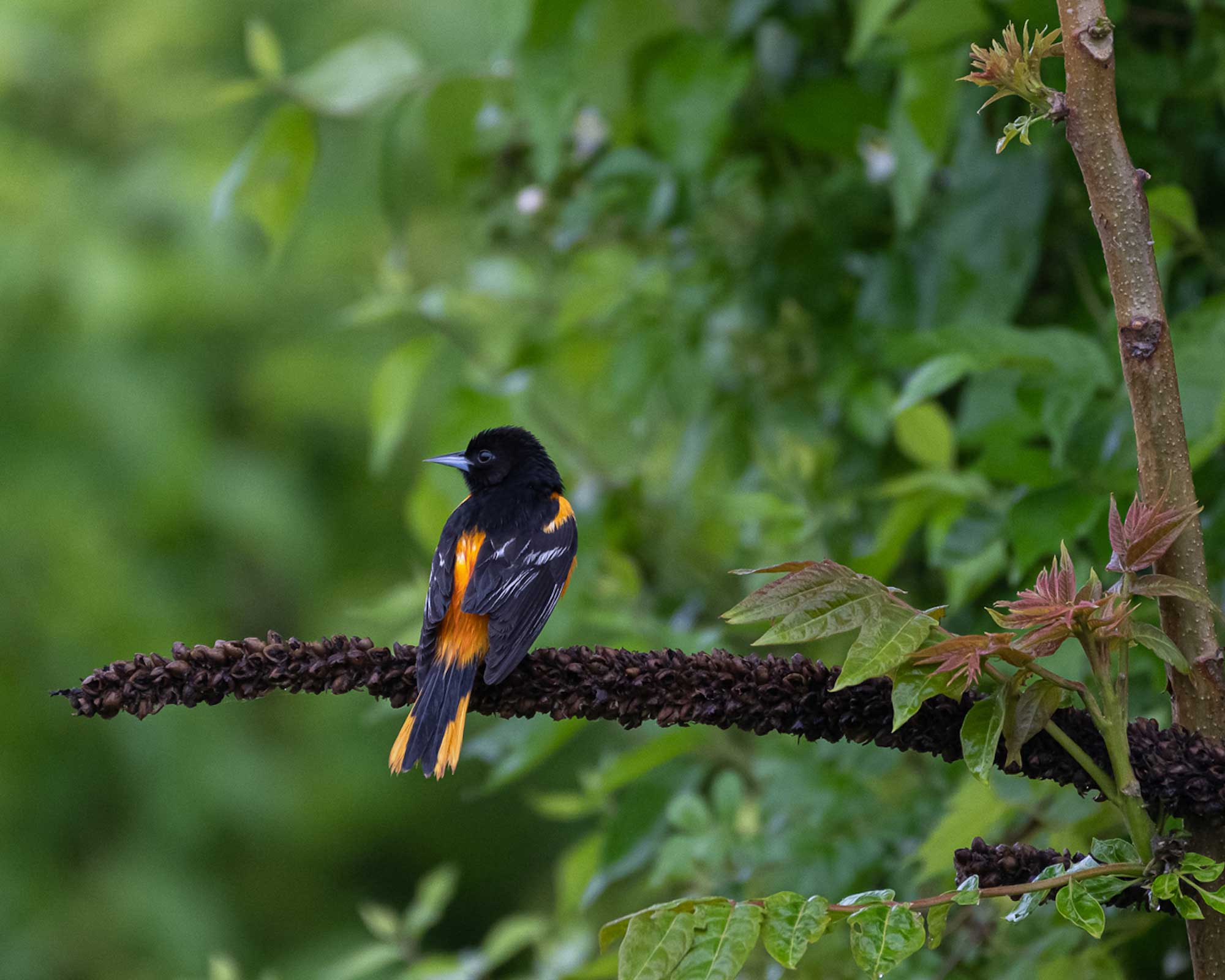 Baltimore oriole perched on a branch with vegetation in the background.