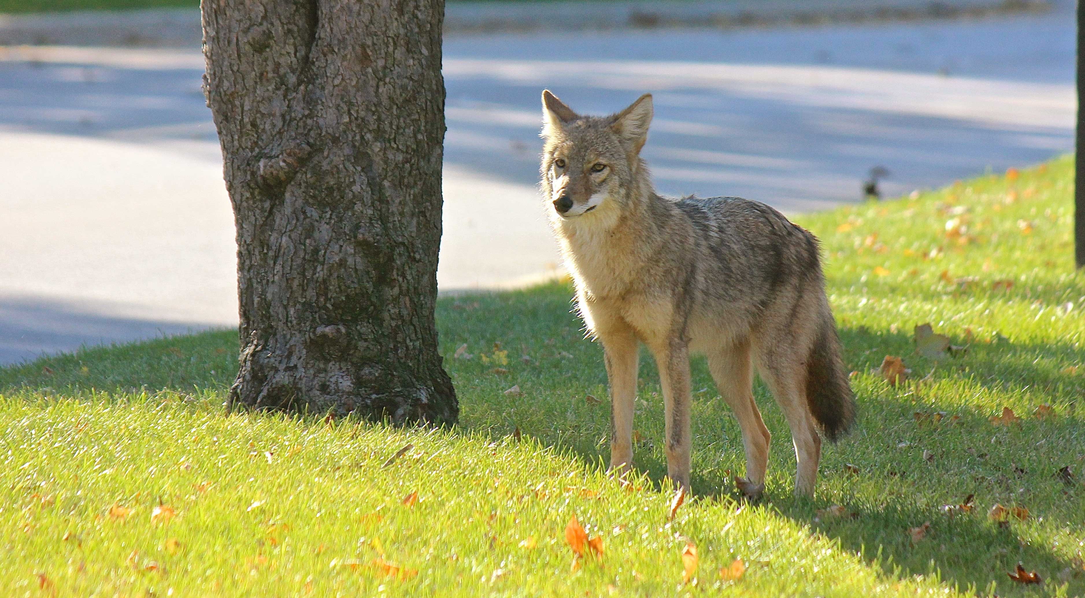 A coyote along a road.