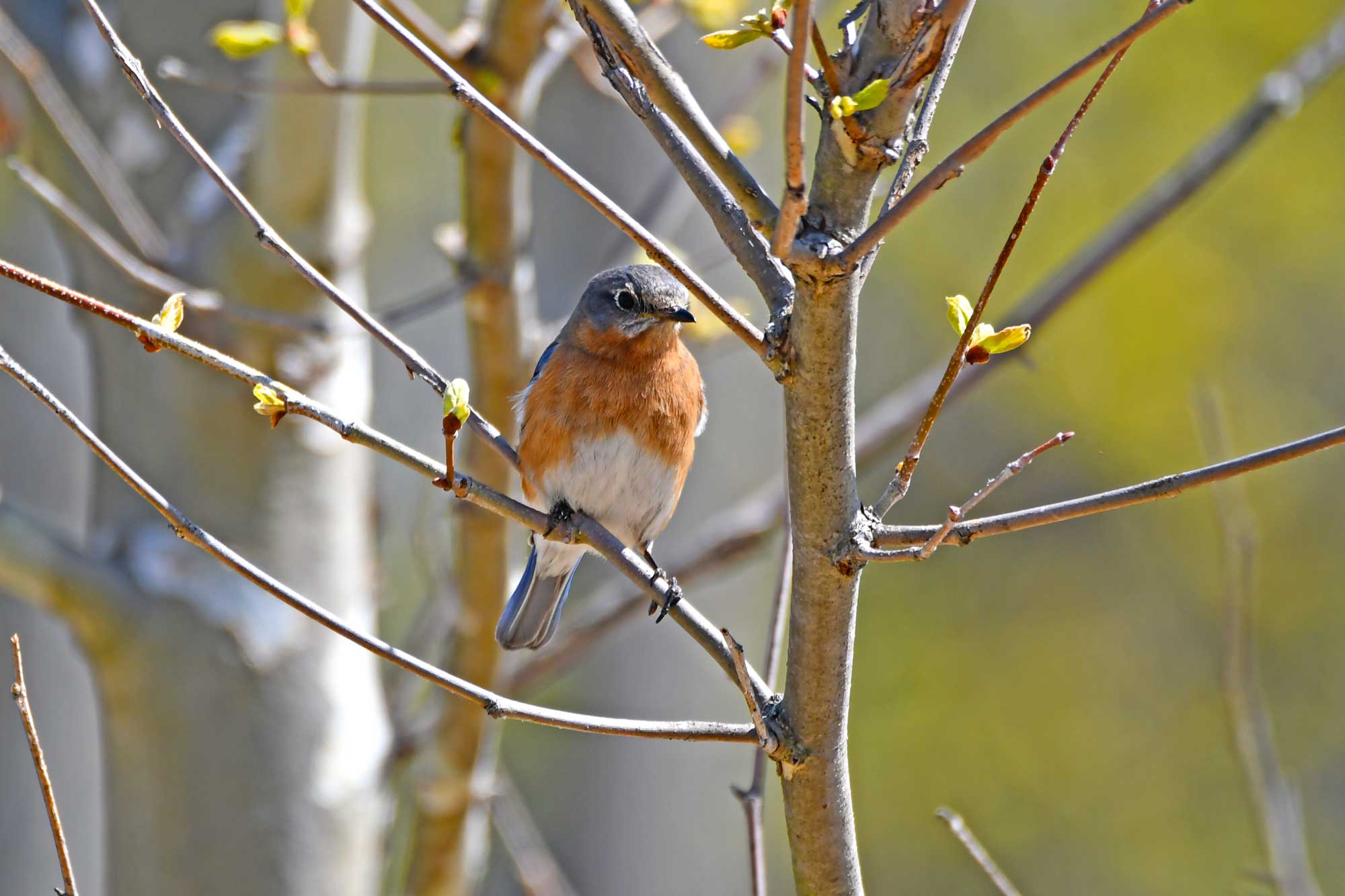 Eastern bluebird perched on a branch with trees in the background.