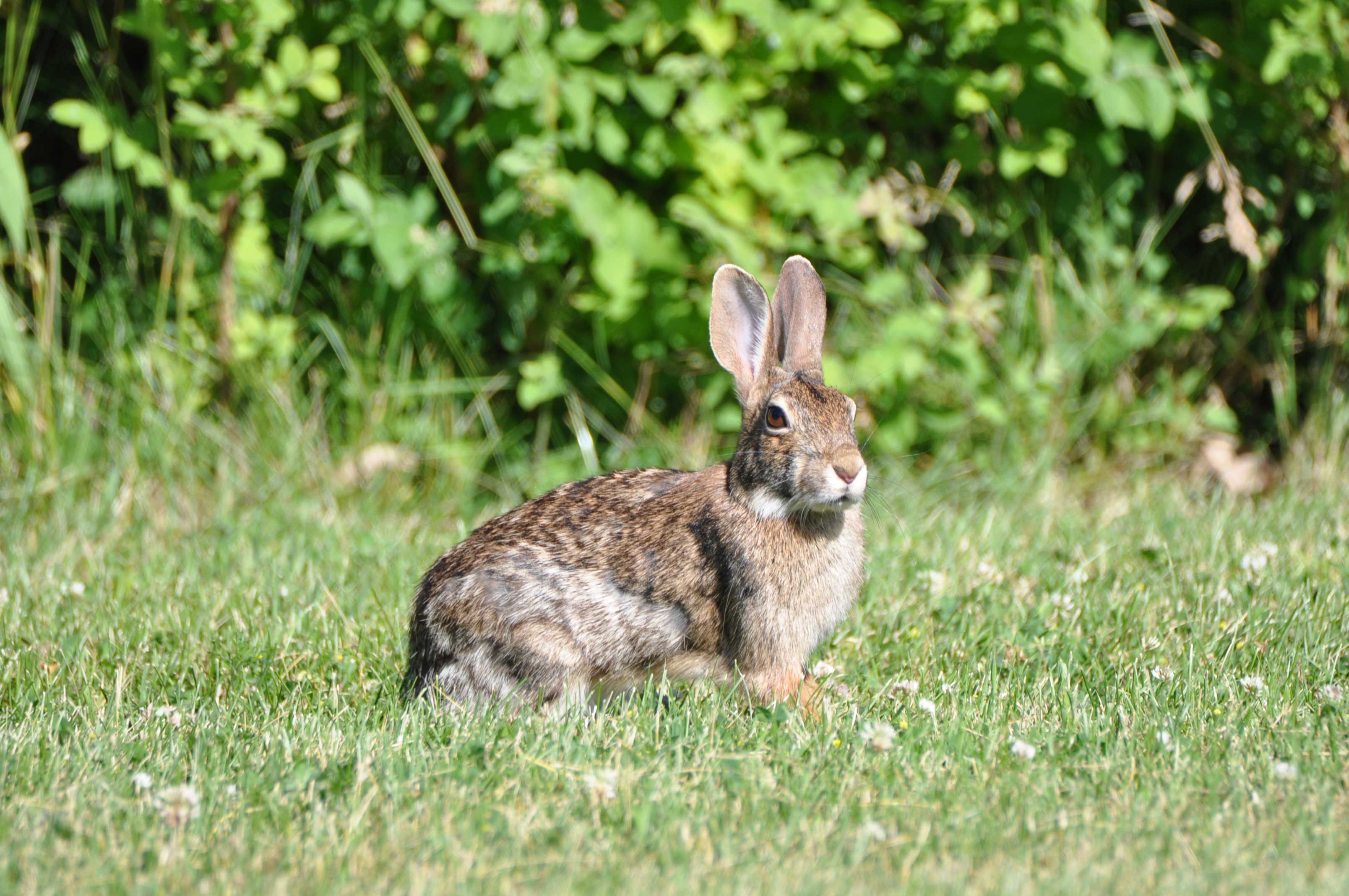 Rabbit-McKinley-Woods-FREEC-Glenn_P_Knoblock-June-2017_0026.jpg