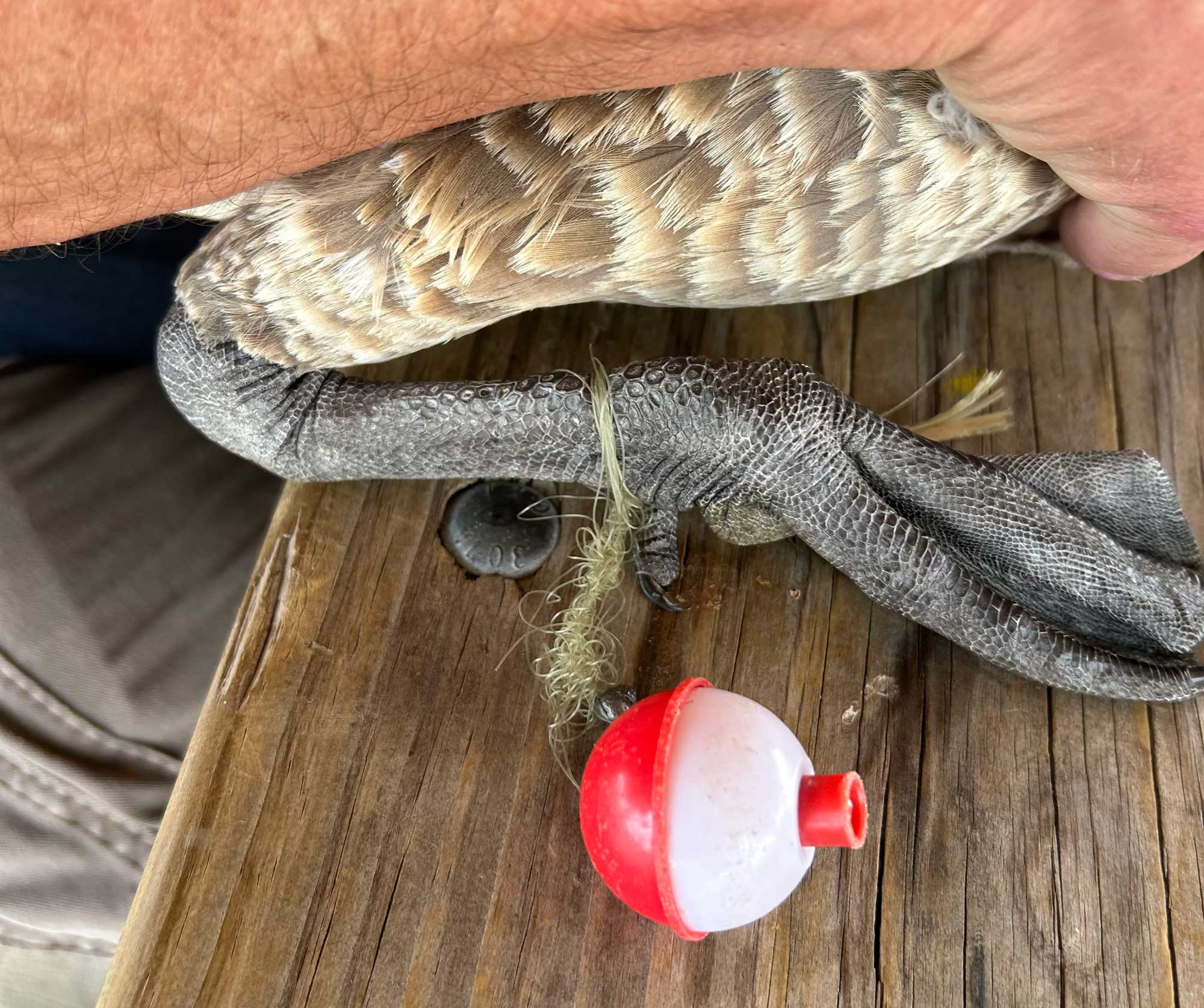 A dark leg of a goose that is wrapped with fishing line and a bobber.