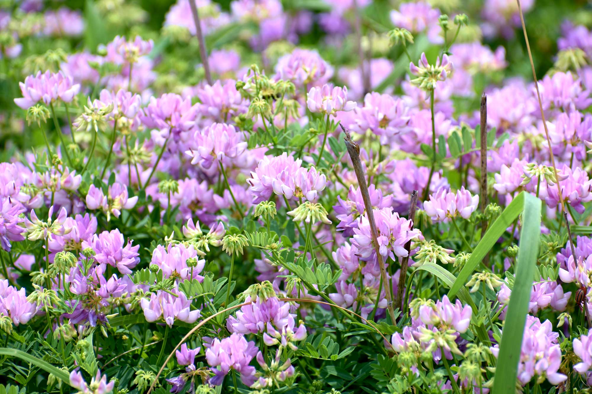 Purple crownvetch growing with purple flower petals.