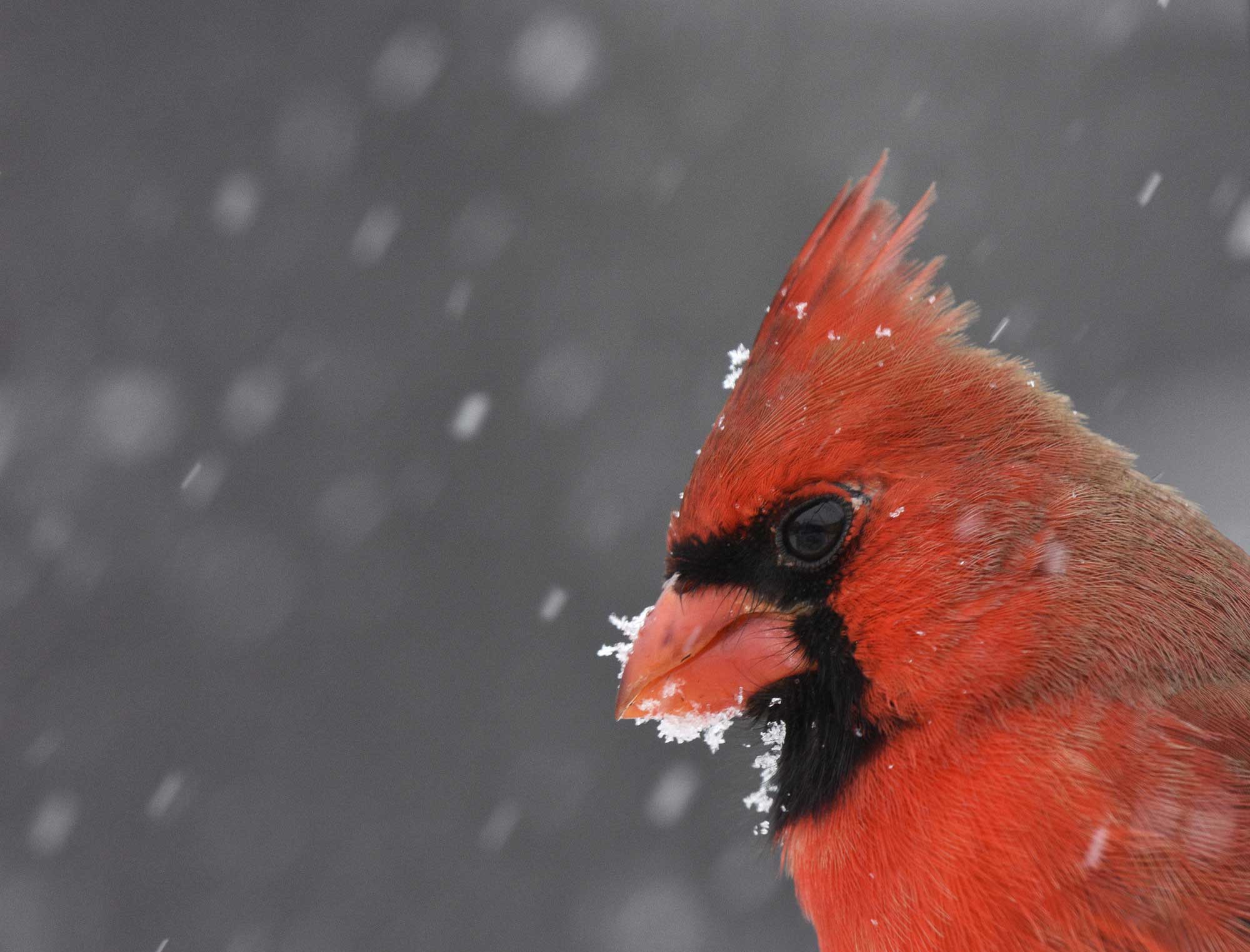 What to know about winter birding