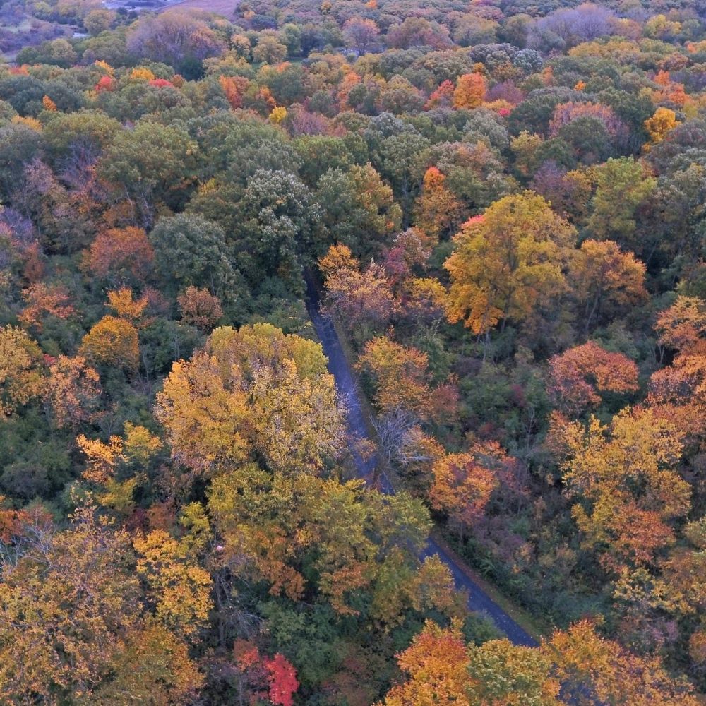 Aerial view of a forest in autumn with colorful fall foliage and a narrow winding road running through the trees.