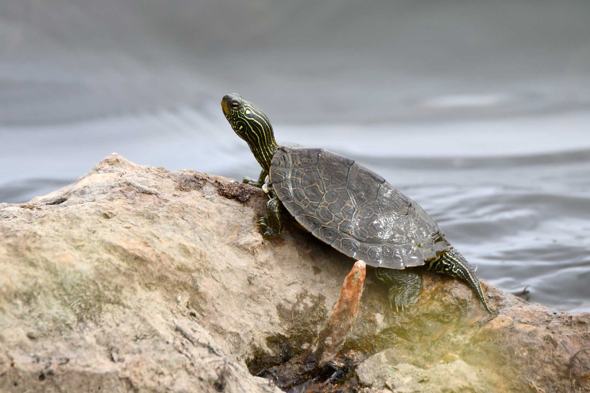 Map turtle resting on a rock with water in the background.