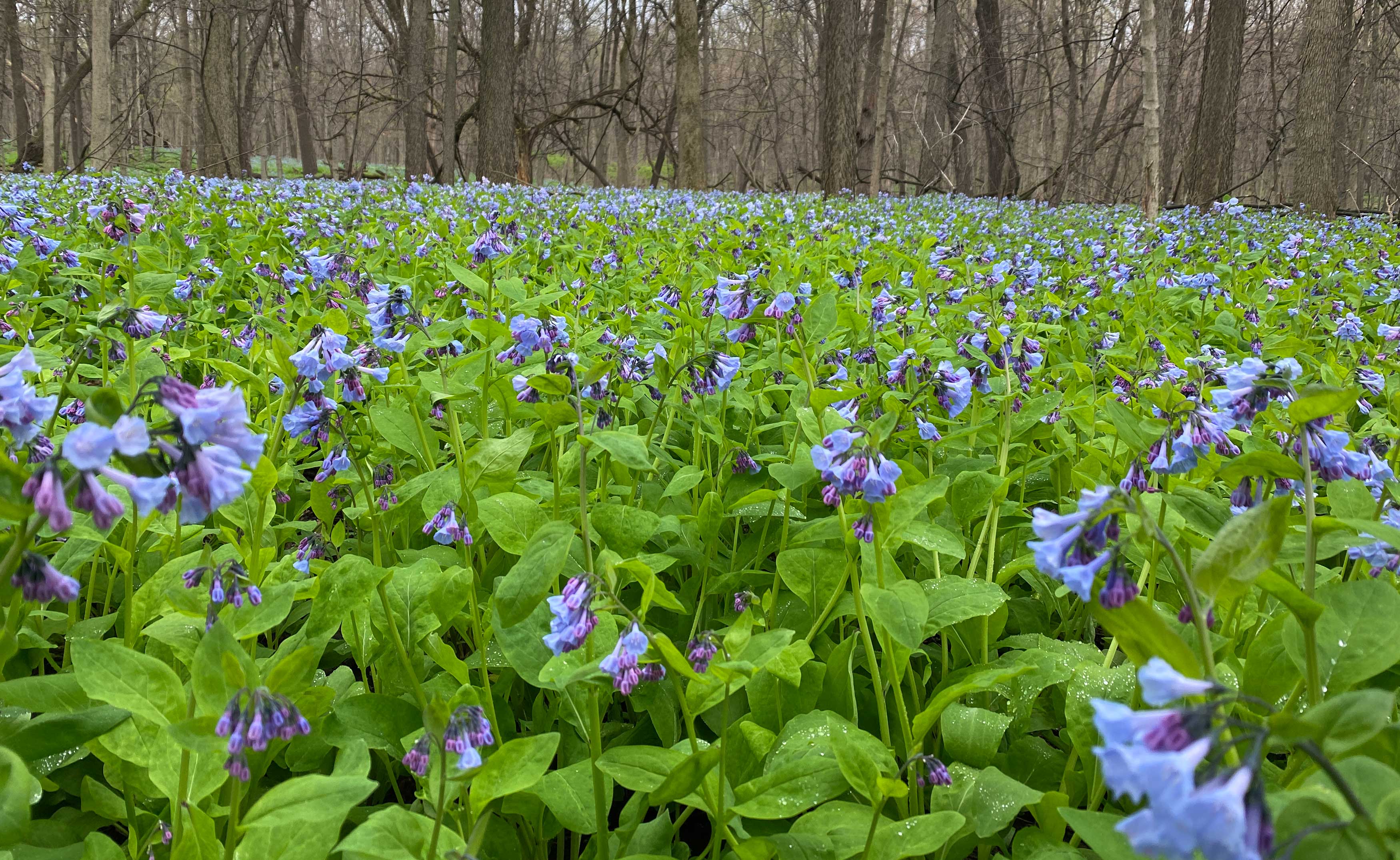 Bluebell flowers blanket the forest floor