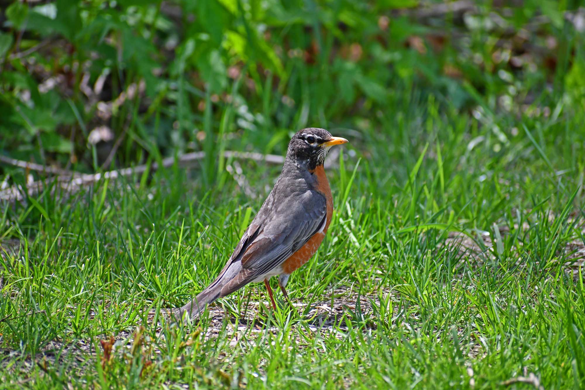 American robin standing in grass with vegetation in the background.