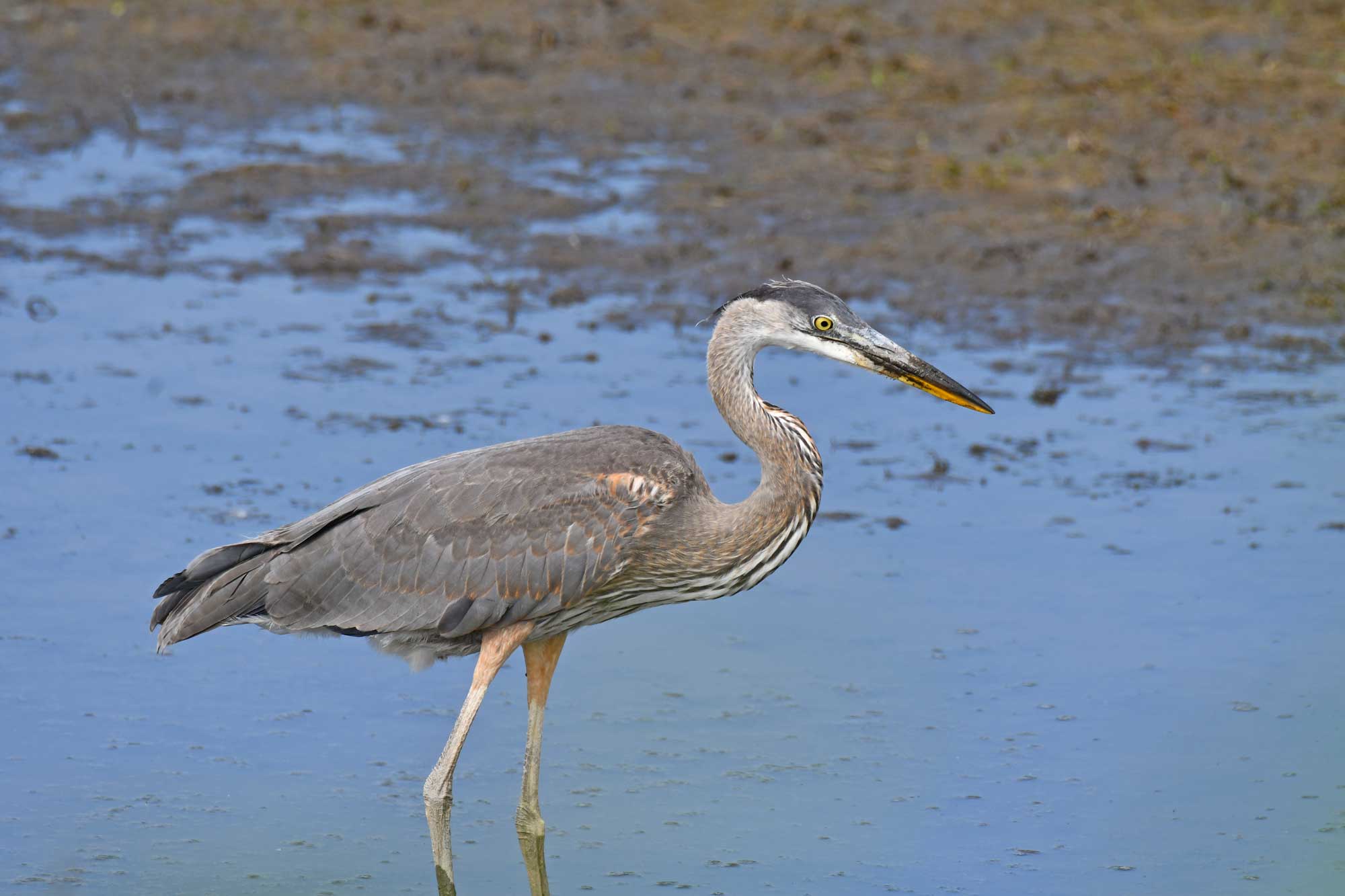 Great blue heron walking in pond.