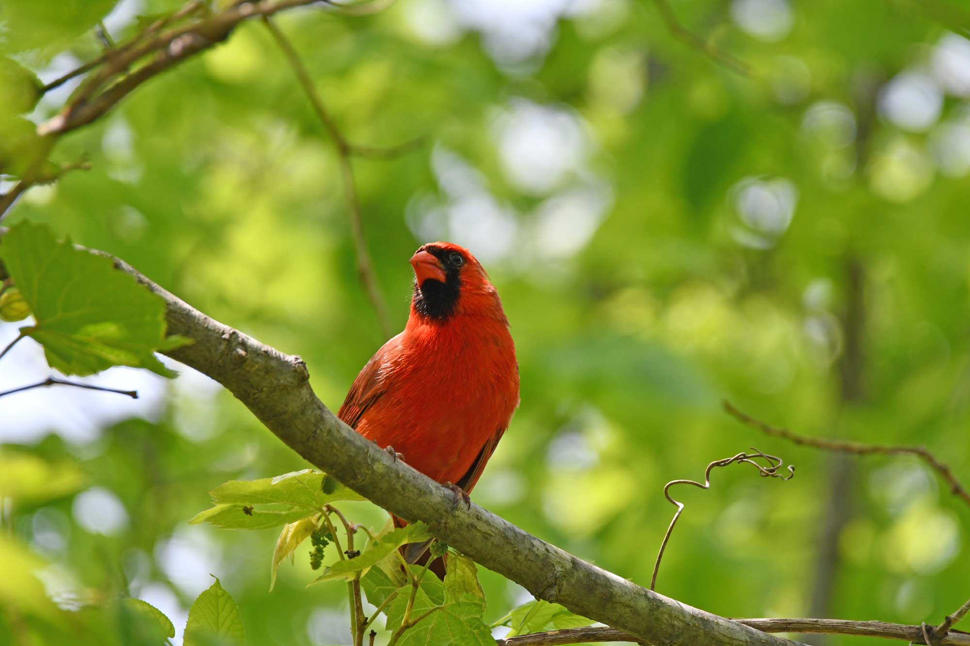 Northern cardinal perched on a branch with leaves in the background.
