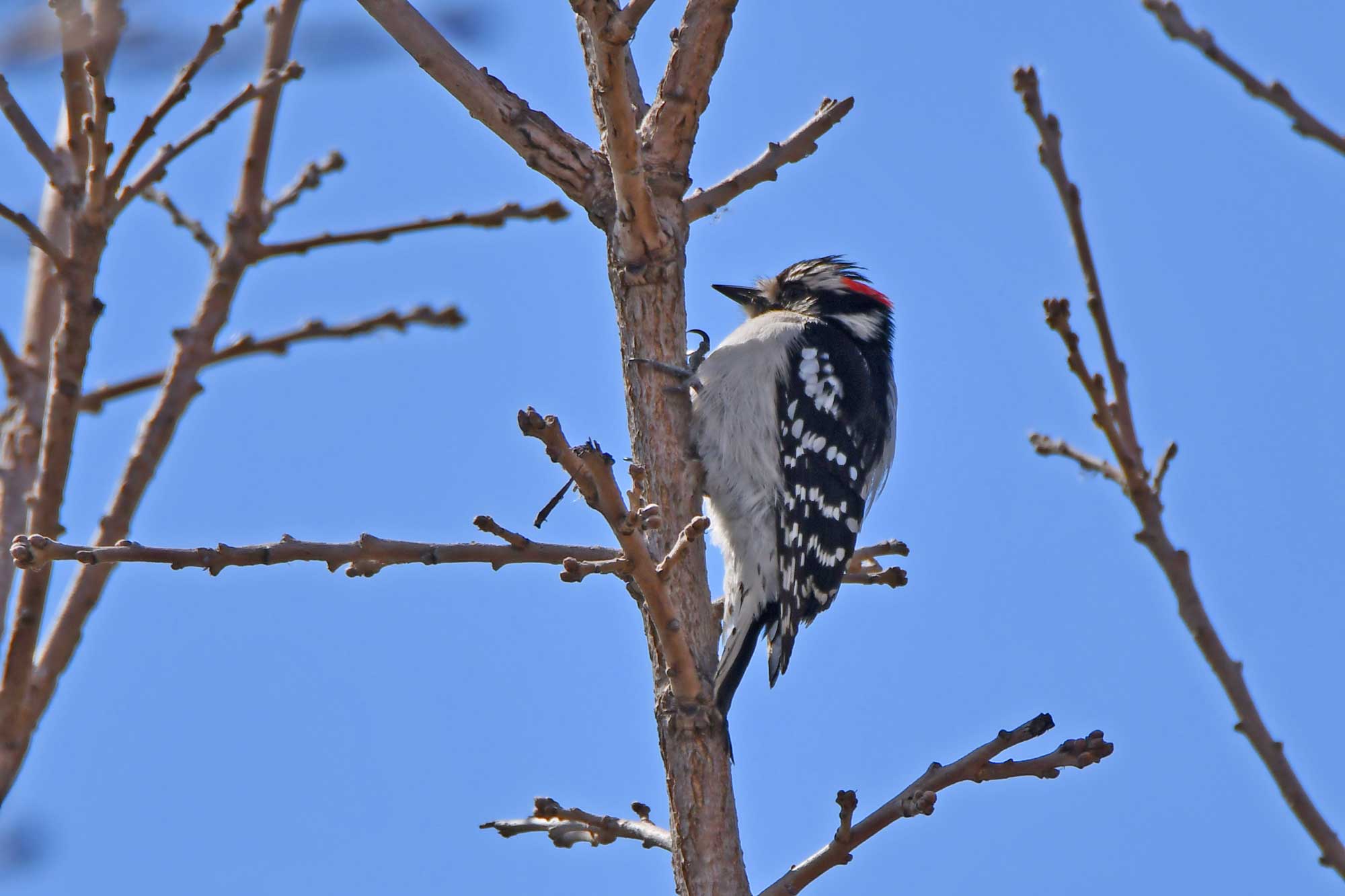 Downy woodpecker clinging to the side of a tree with the sky in the background.