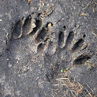Who goes there: Your guide to animal tracks
