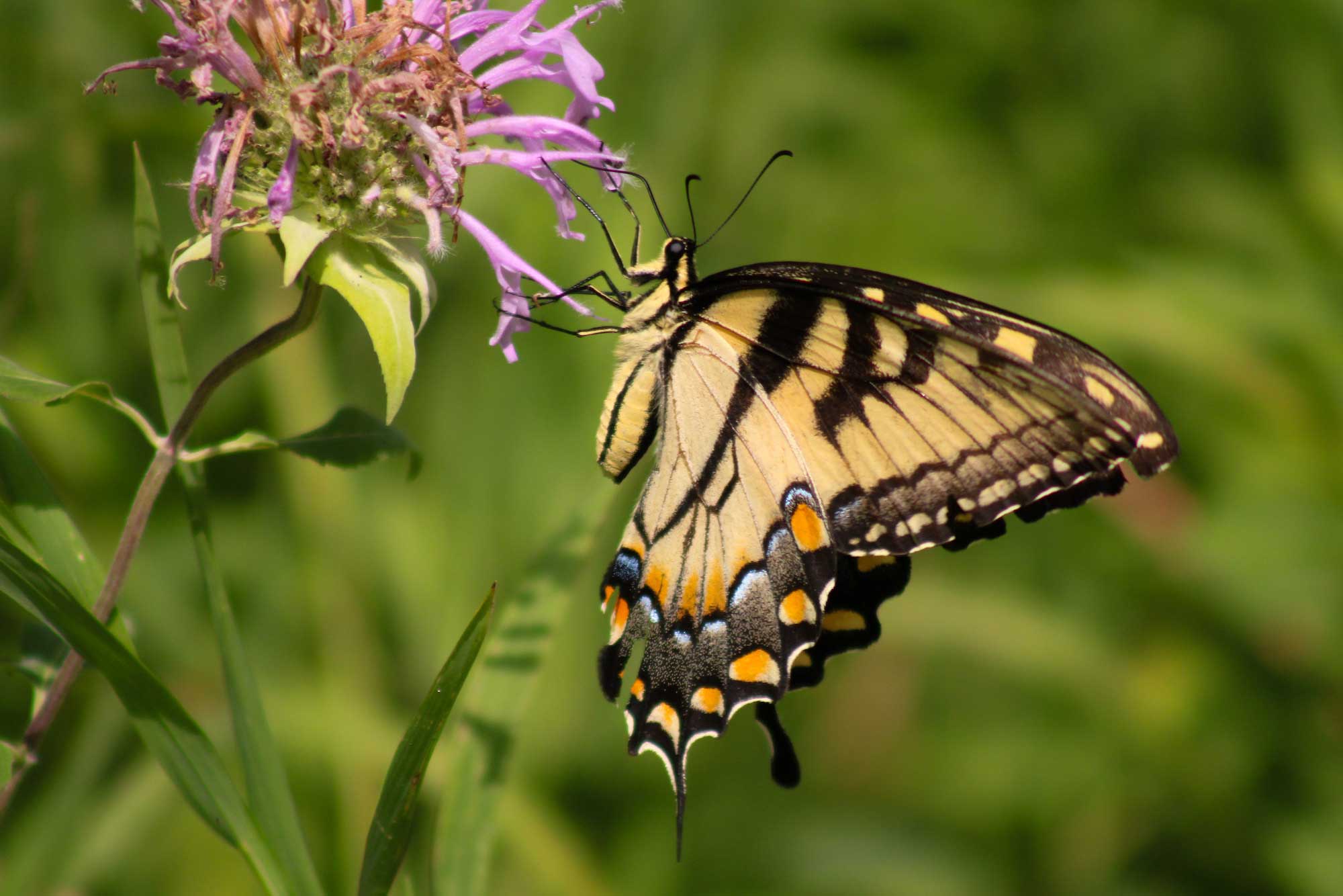 A black and yellow butterfly dotted with orange and blues on a flower. 