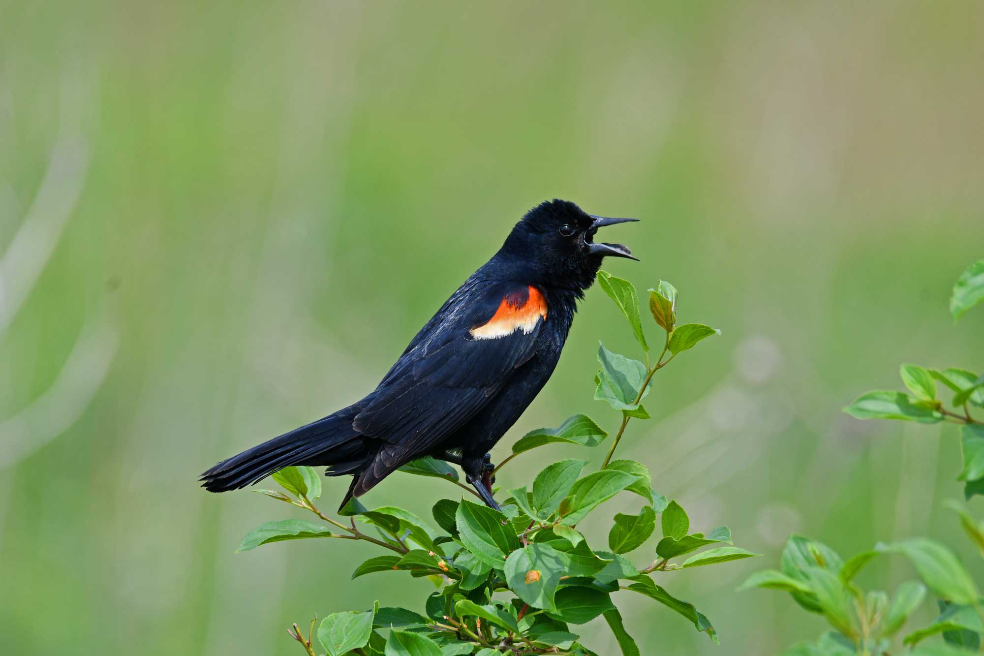 Red-winged blackbird perched on vegetation.