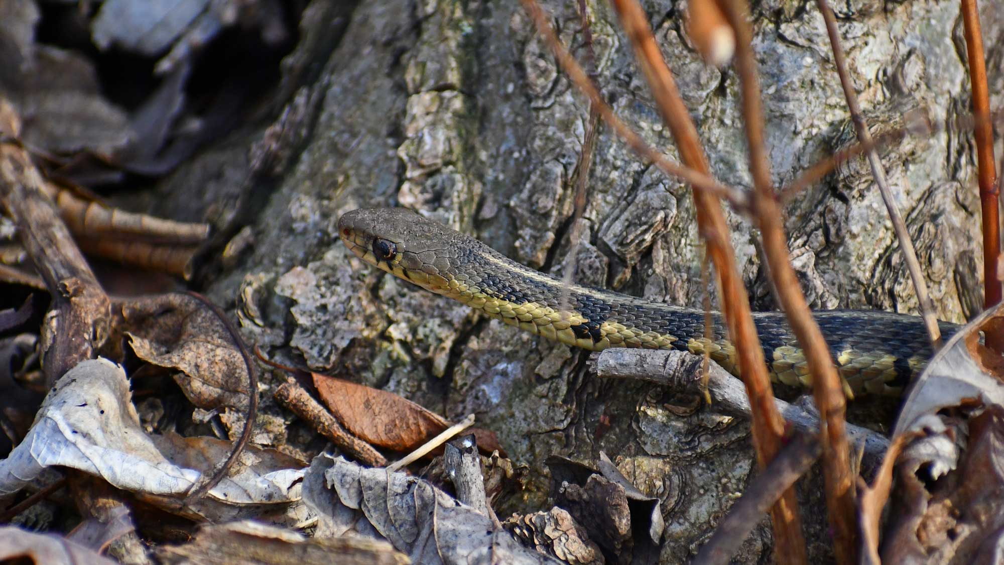 Garter snake slithering next to a tree.
