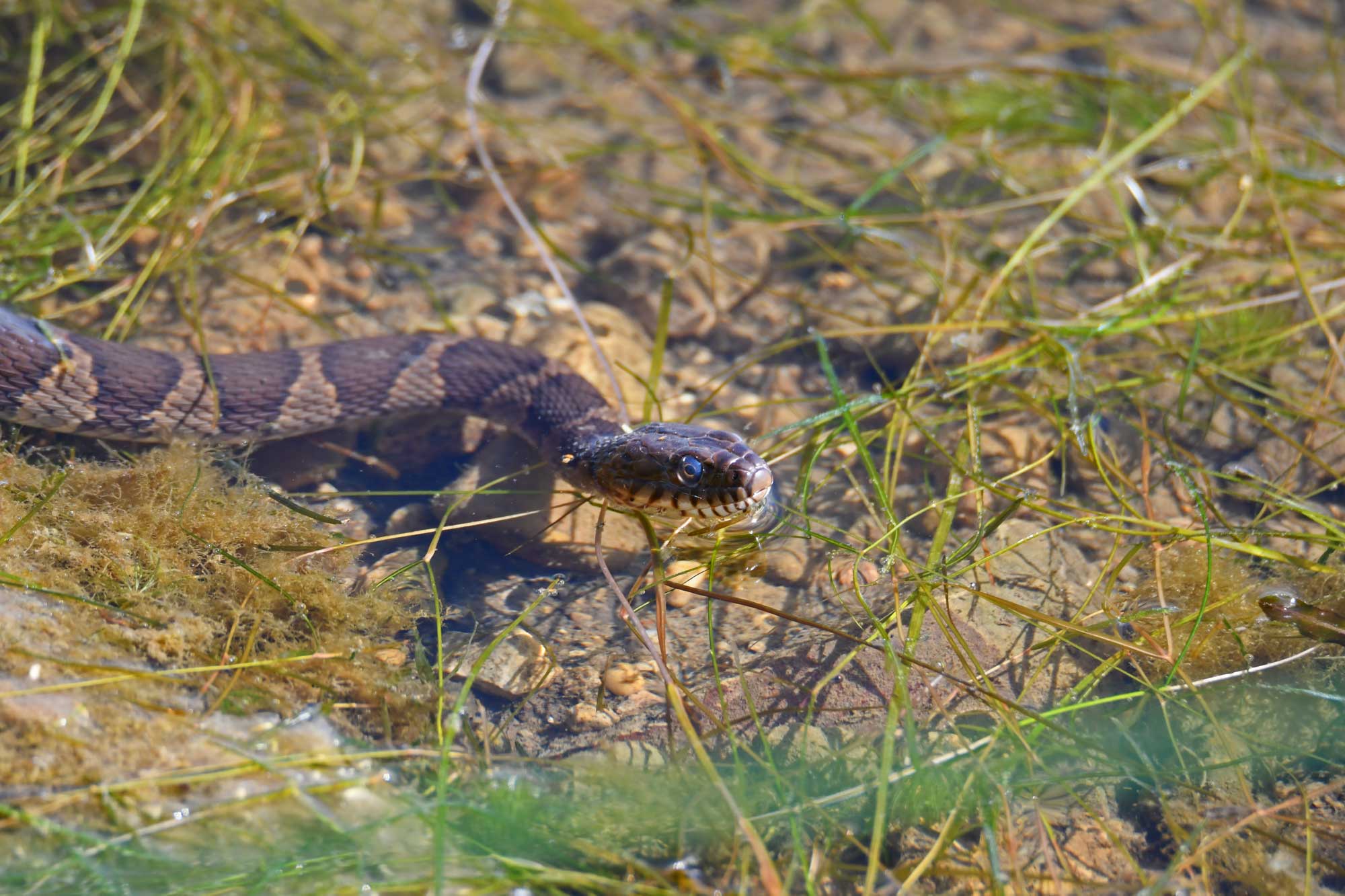 Northern water snake swimming in the water.