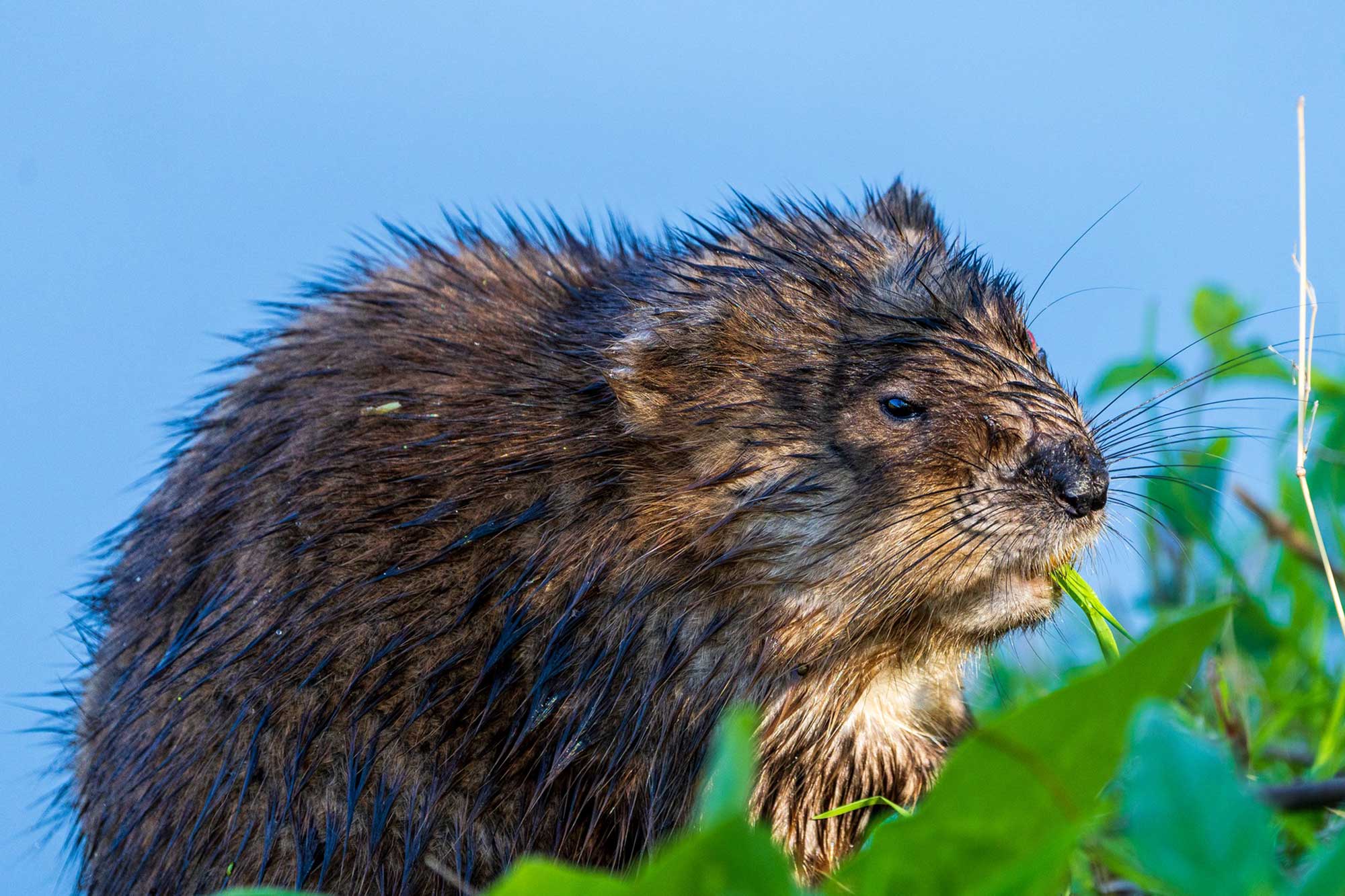 Muskrat sitting with vegetation in its mouth with water in the background.