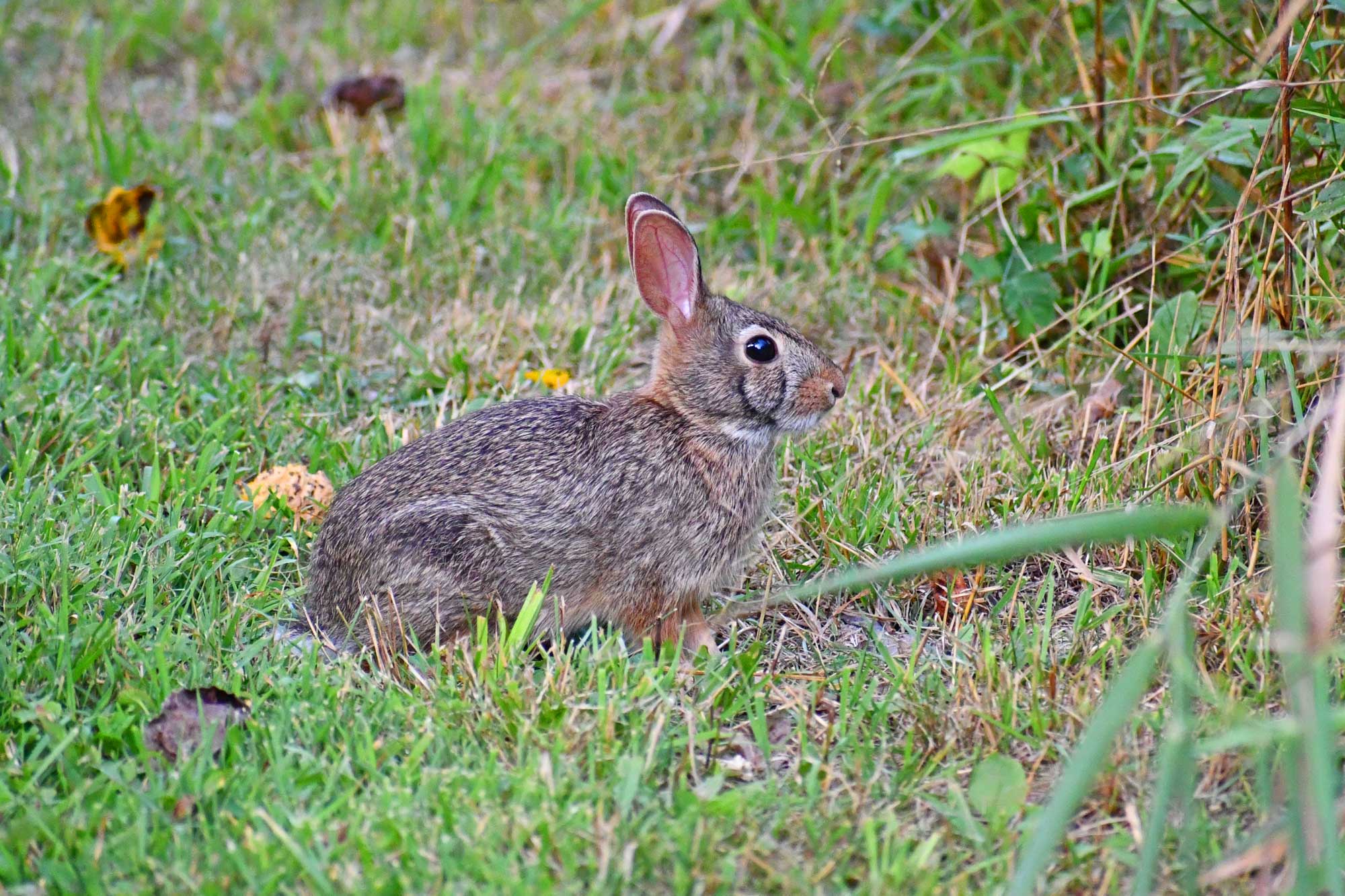 Cottontail rabbit sitting in grass with vegetation in the background.