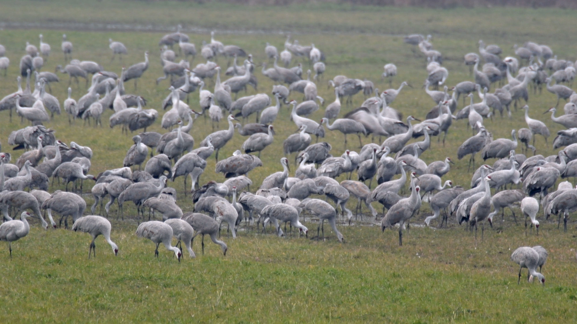 A large flock of sandhill cranes in a grassy area. 