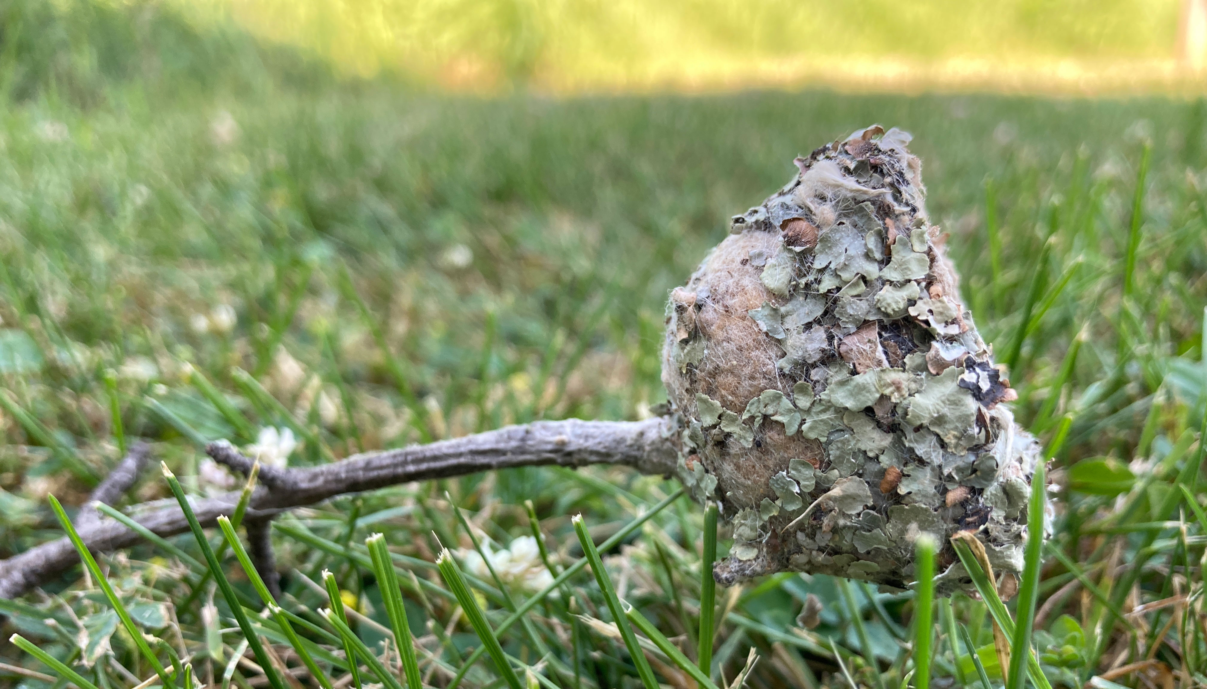 A hummingbird's nest on the ground.