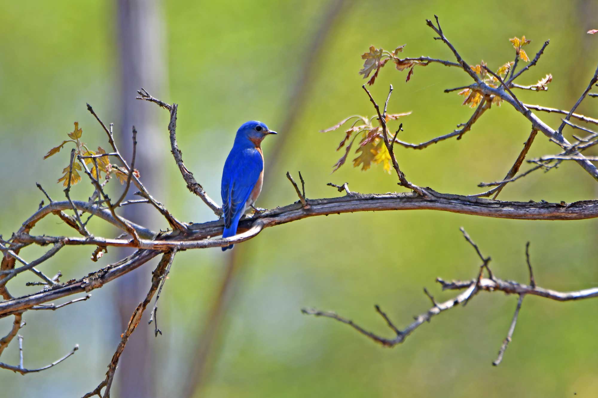 Eastern bluebird perched on a branch with trees in the background.