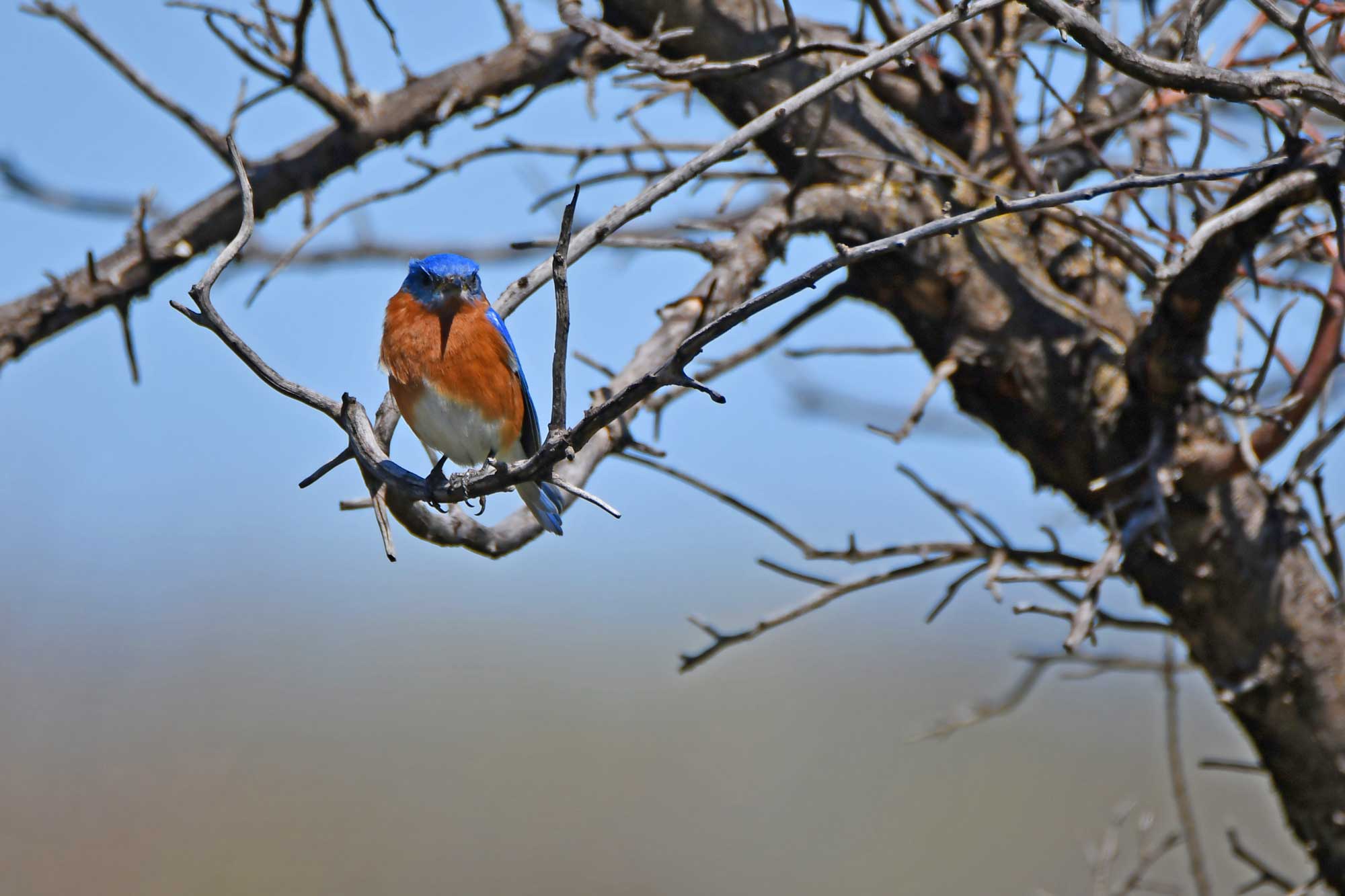 Eastern bluebird perched on a branch with other branches in the background.