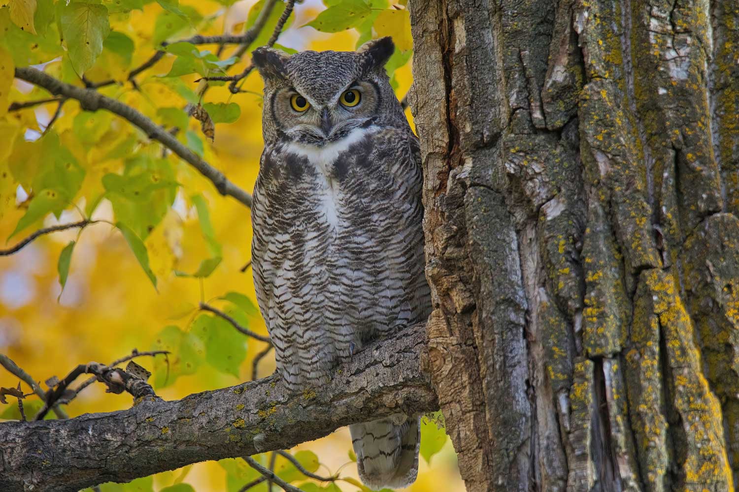 A great horned owl perched on a tree branch next to a tree trunk. The leaves in the background are shades of yellow and green.