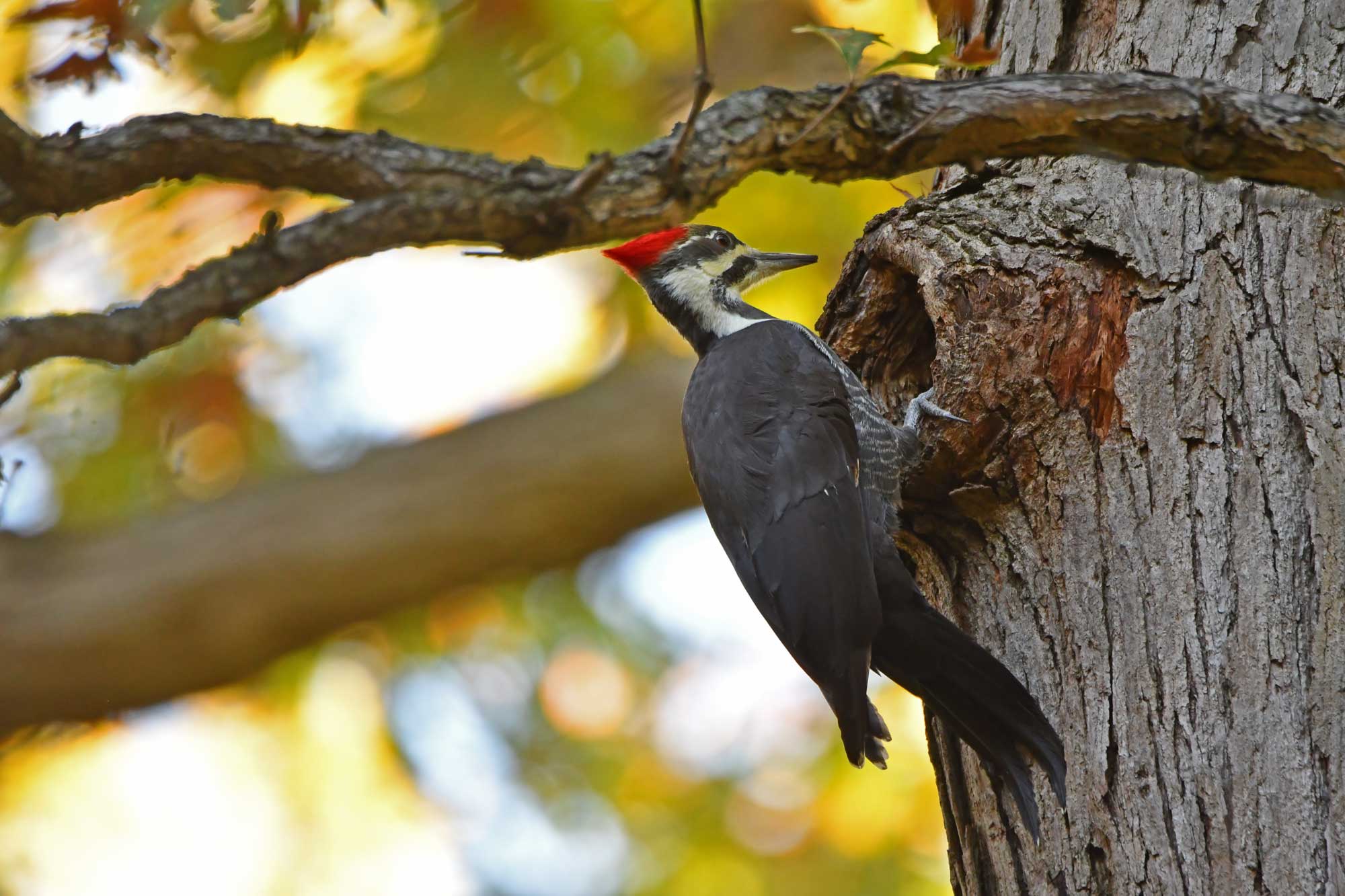 Pileated woodpecker on a tree trunk with another tree and leaves in the background.