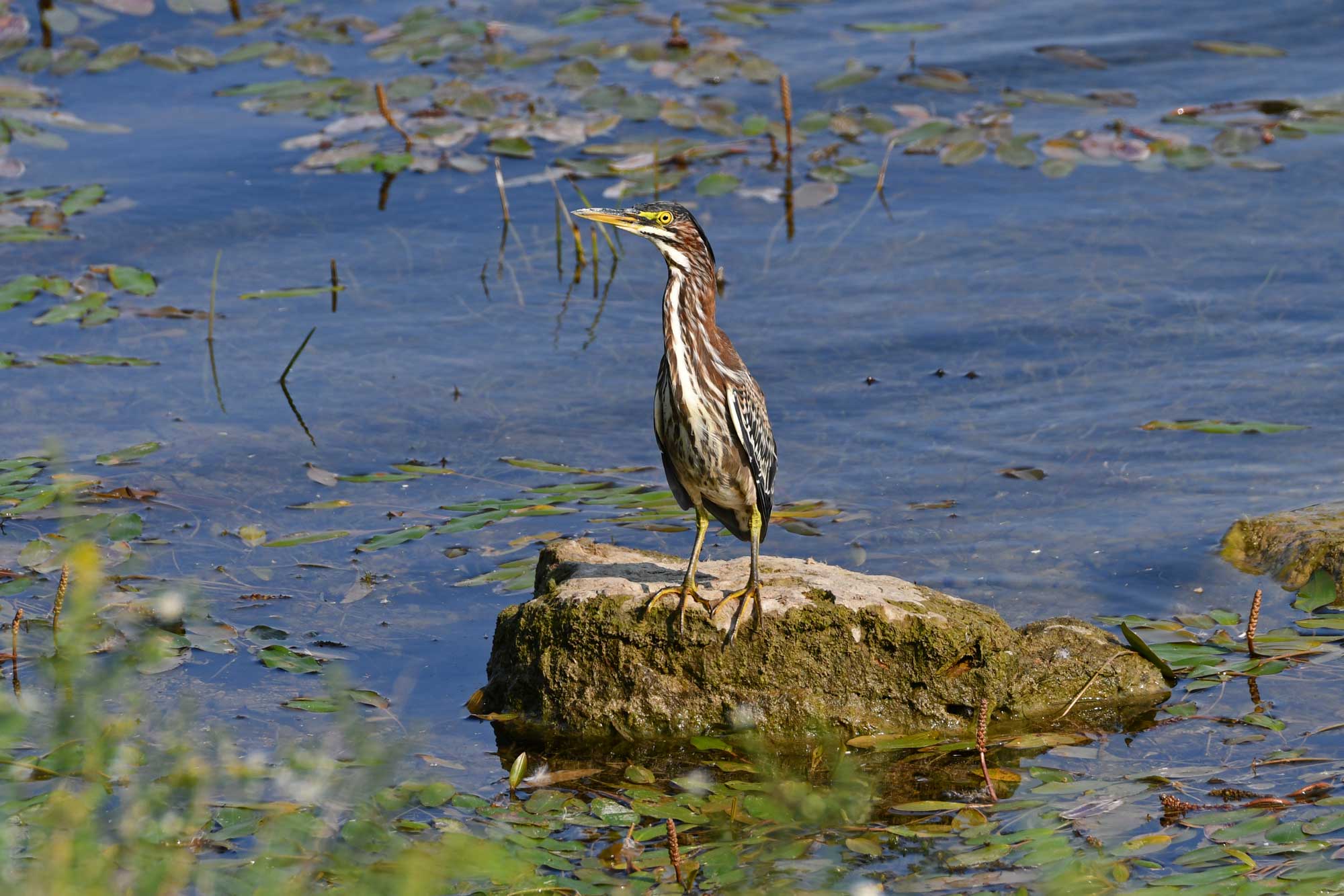 Green heron standing on a rock in the water.