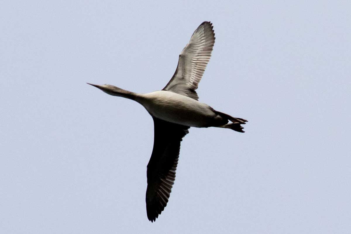 A red-throated loon in flight.