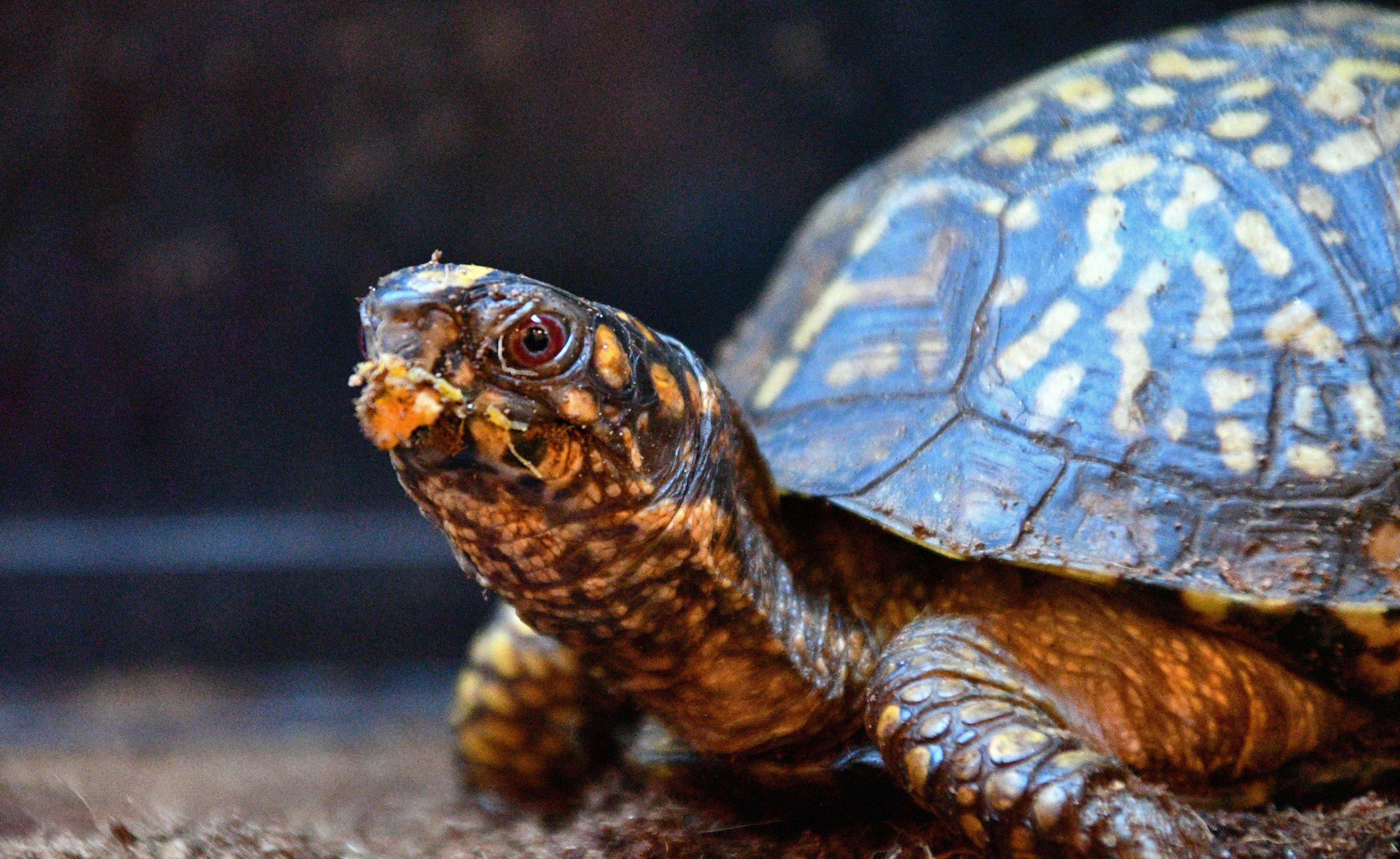 Meet the turtles of Will County | Forest Preserve District of Will