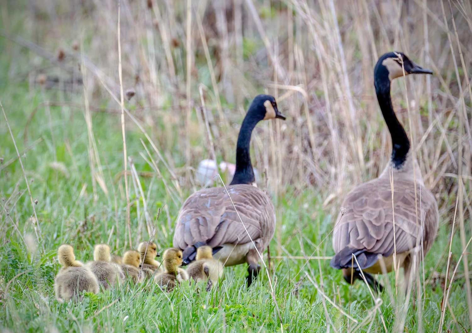 How to stay safe around feisty geese during spring nesting season