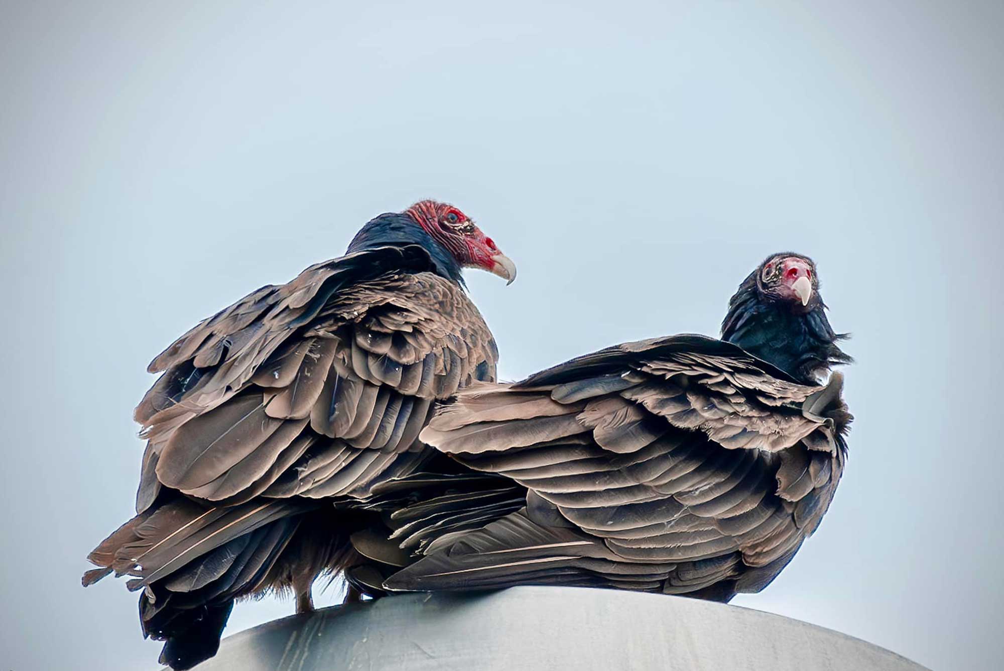 Two turkey vultures standing on a post with the sky in the background.