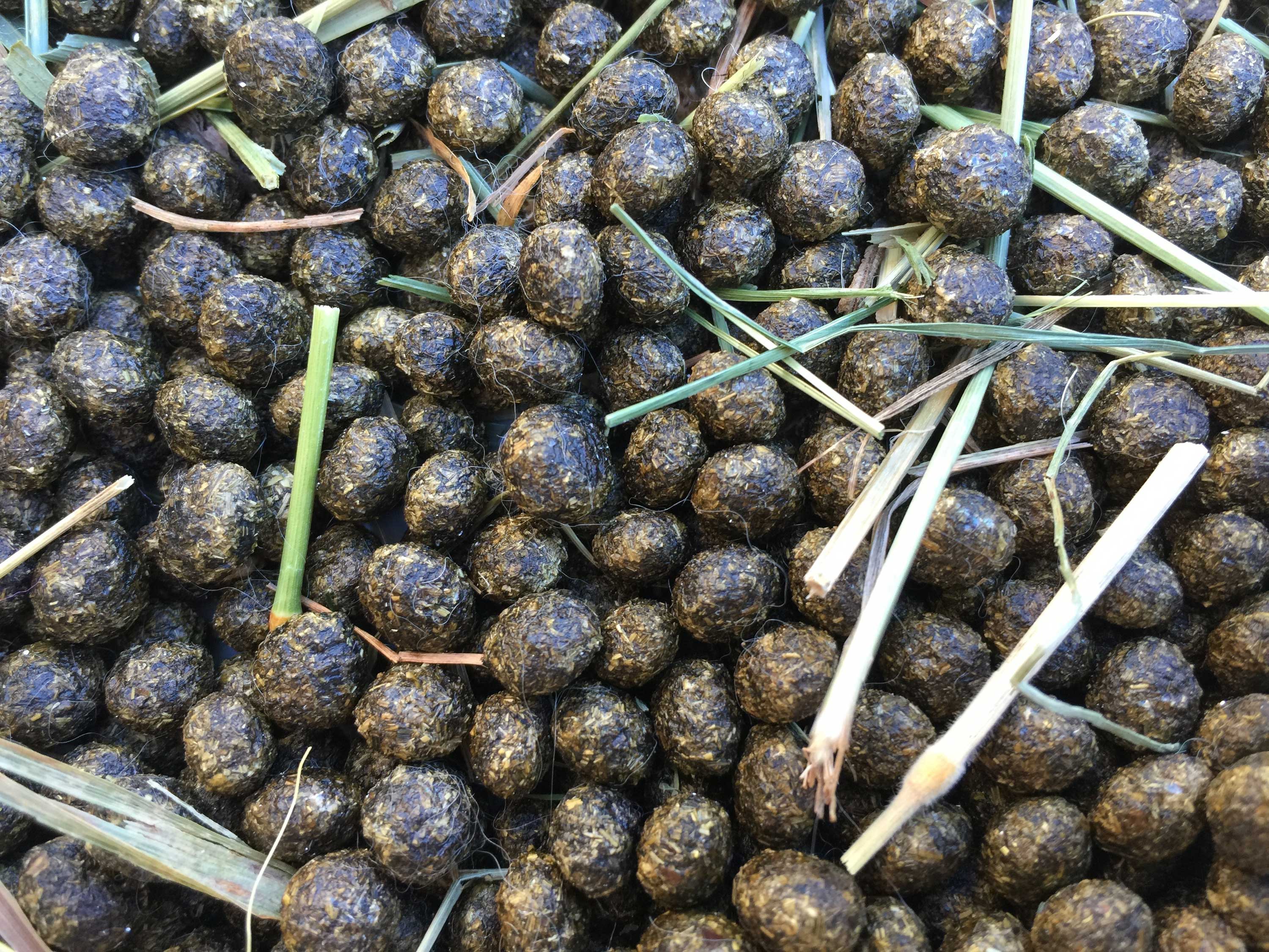rabbit-scat-shutterstock.jpg