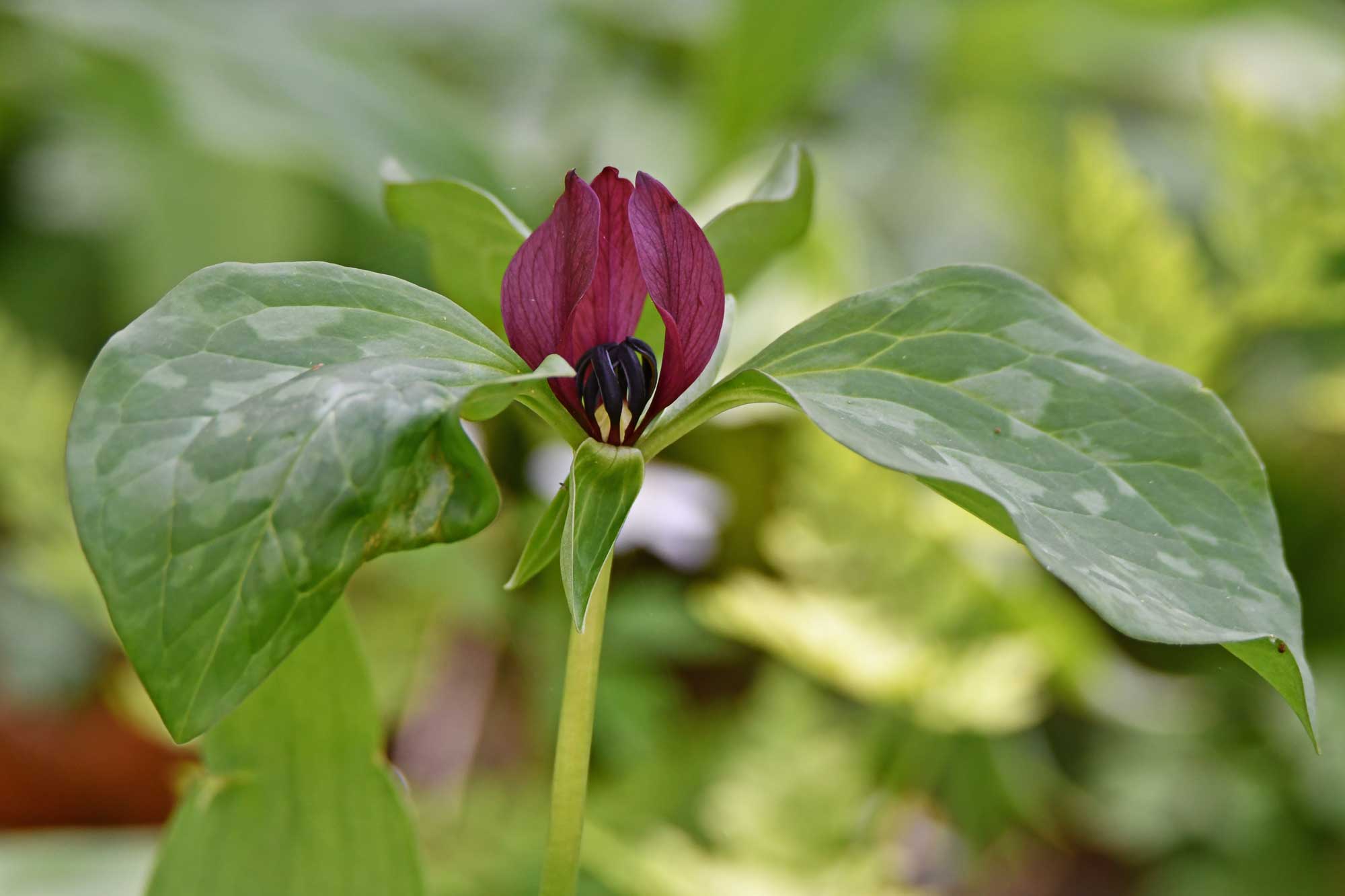Prairie trillium growing with red flower petals and patterned green leaves.