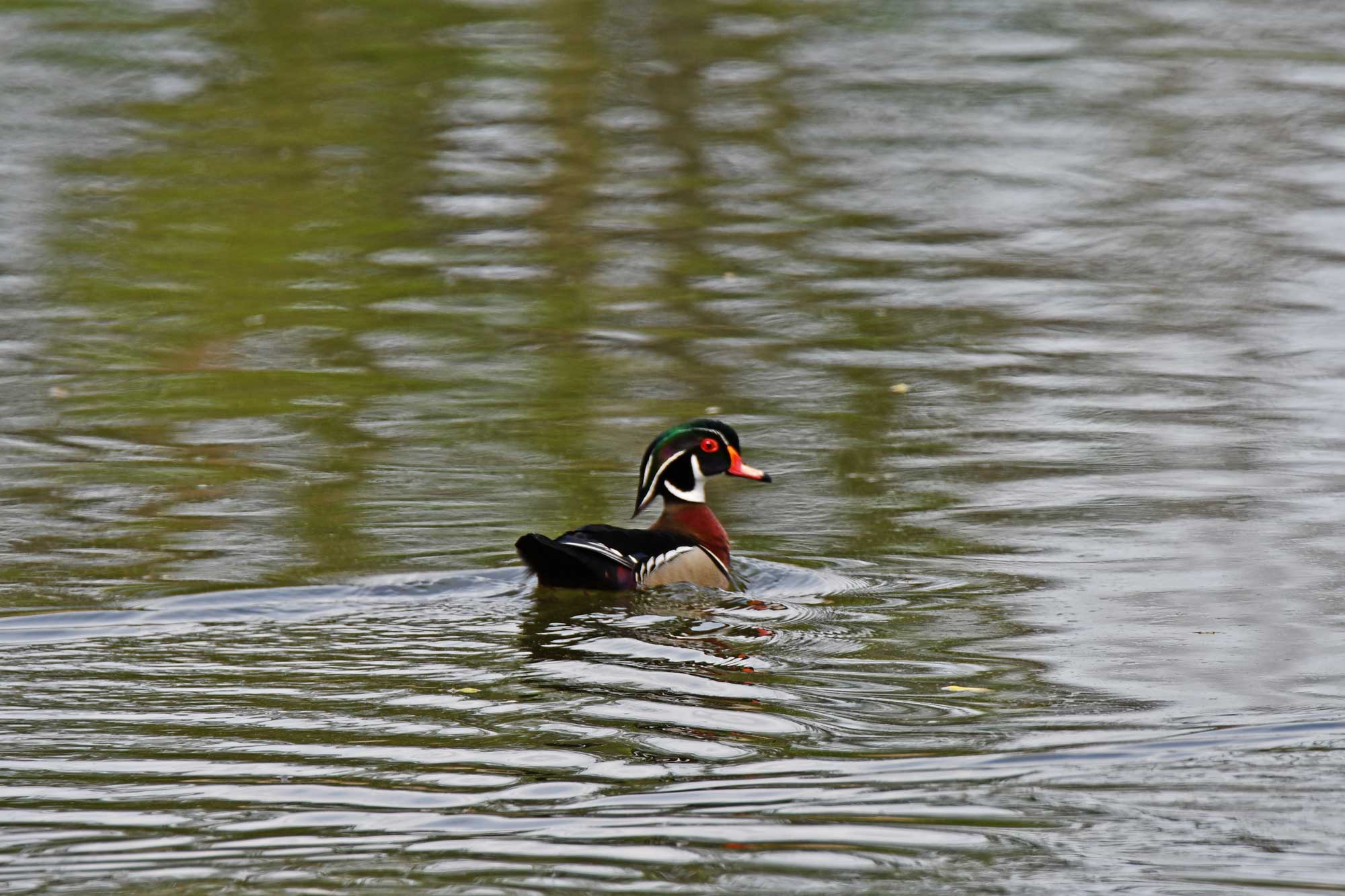 Wood duck swimming in the water.
