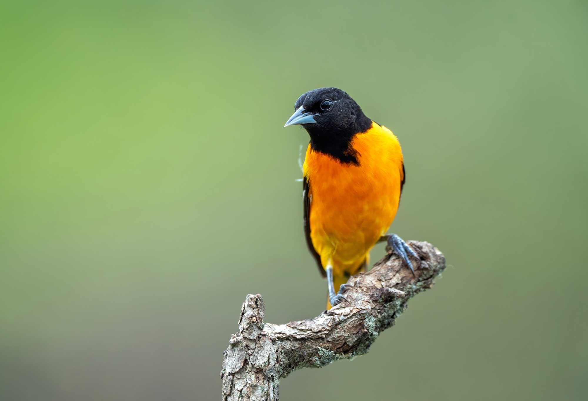 Baltimore oriole perched on a branch with vegetation in the background.
