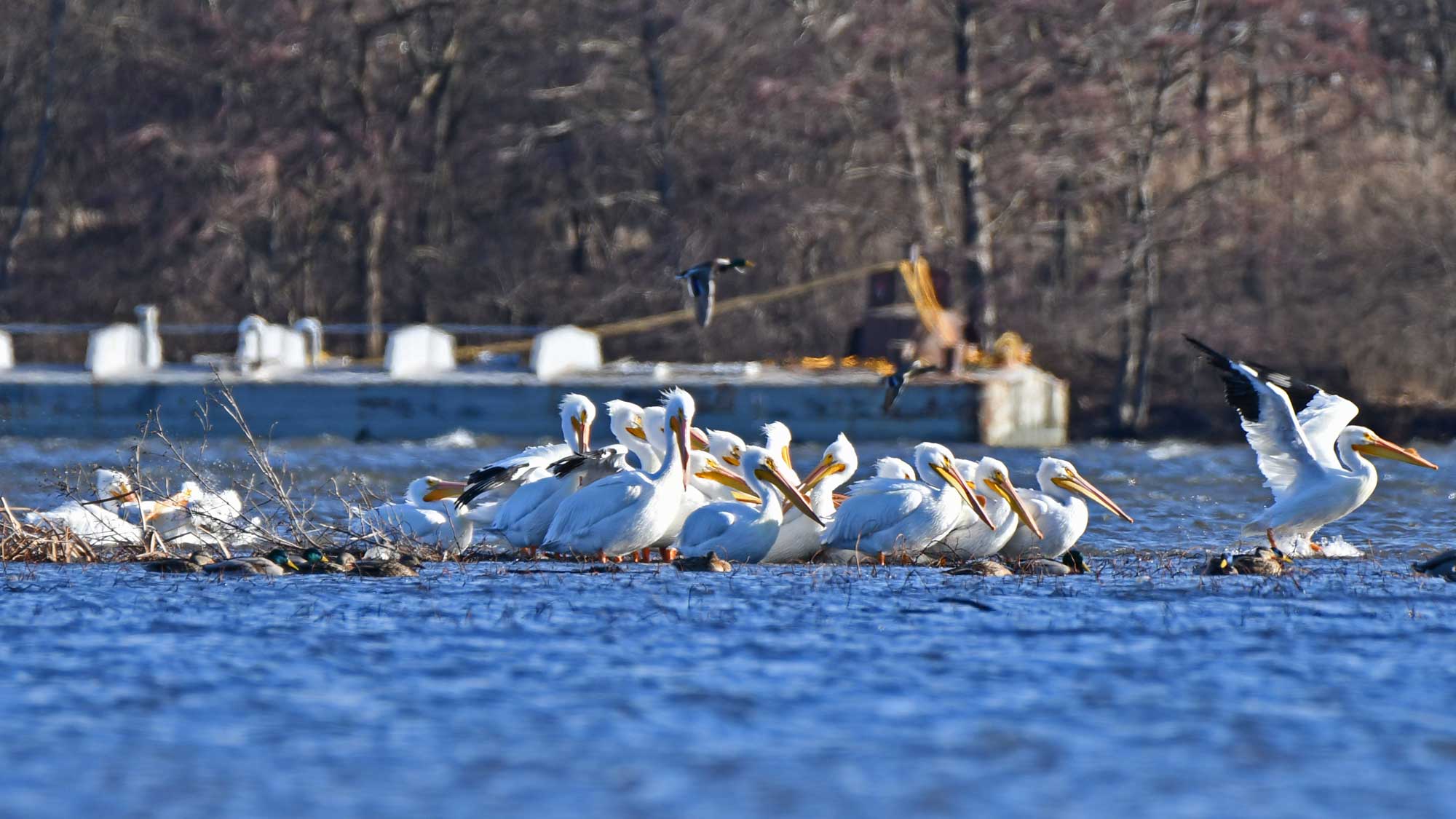 American white pelicans standing in the water with trees in the background.